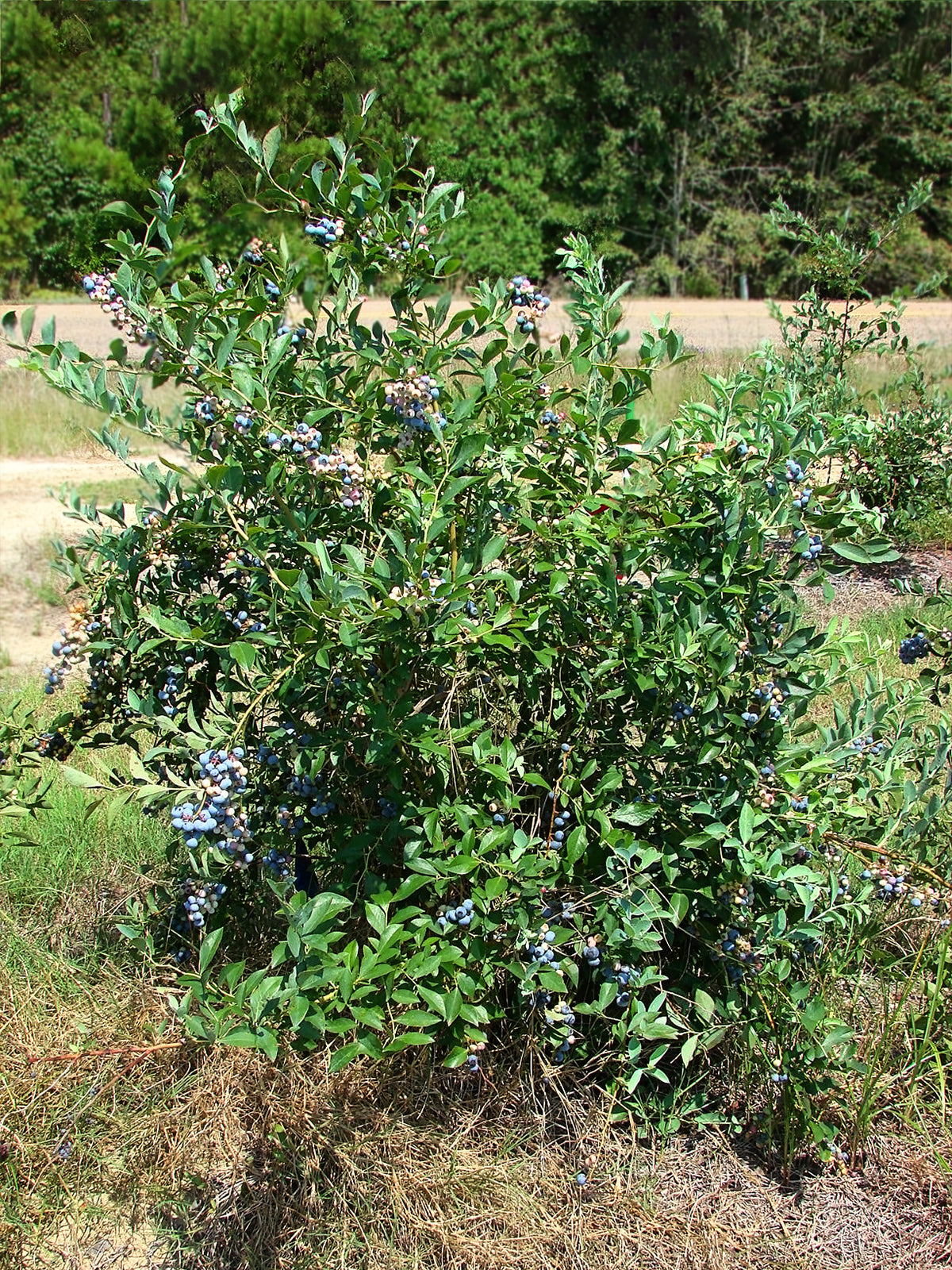 Blue Rabbit Tree Blueberry - Tifblue (Rabbit Eye) – Plant Me Green