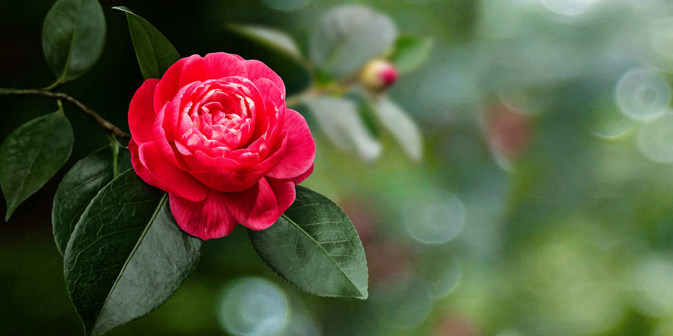 Online Tree Nursery | Plant Me Green