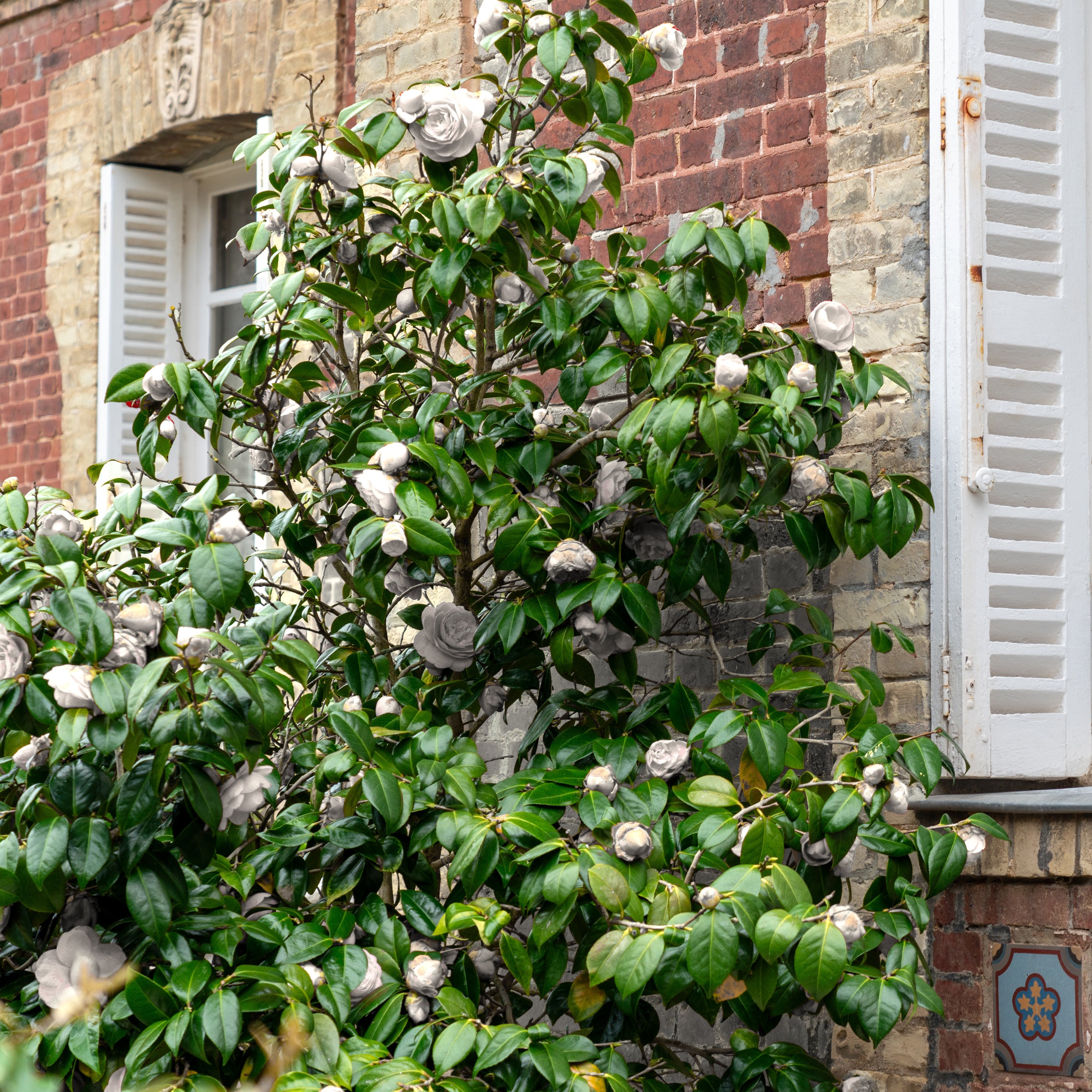sasakoumei  Camellia Sasanqua - Setsugekka – Plant Me Green