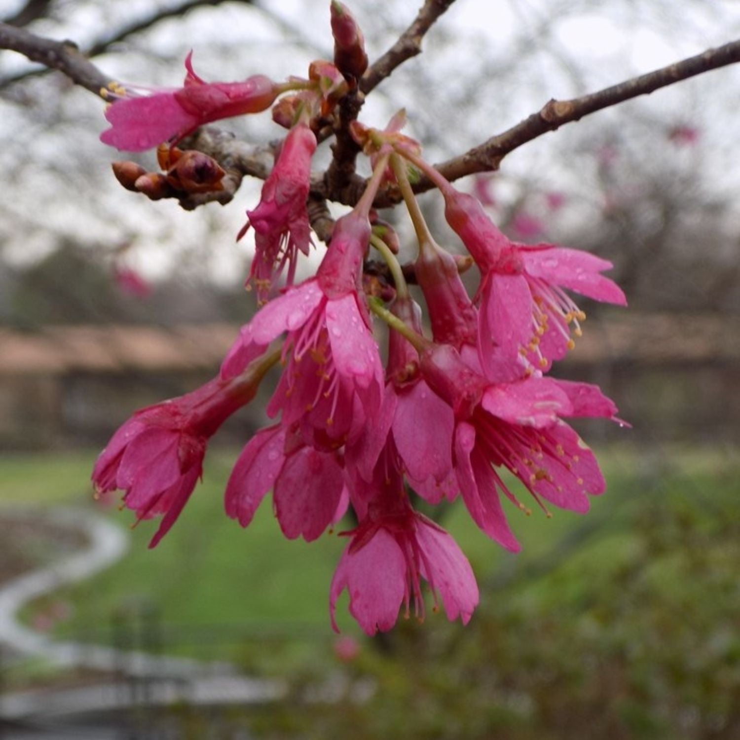 Cherry - First Lady (Flowering) – Plant Me Green
