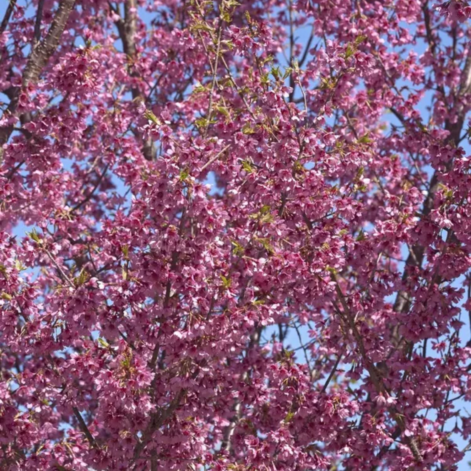 Cherry - First Lady (Flowering) – Plant Me Green