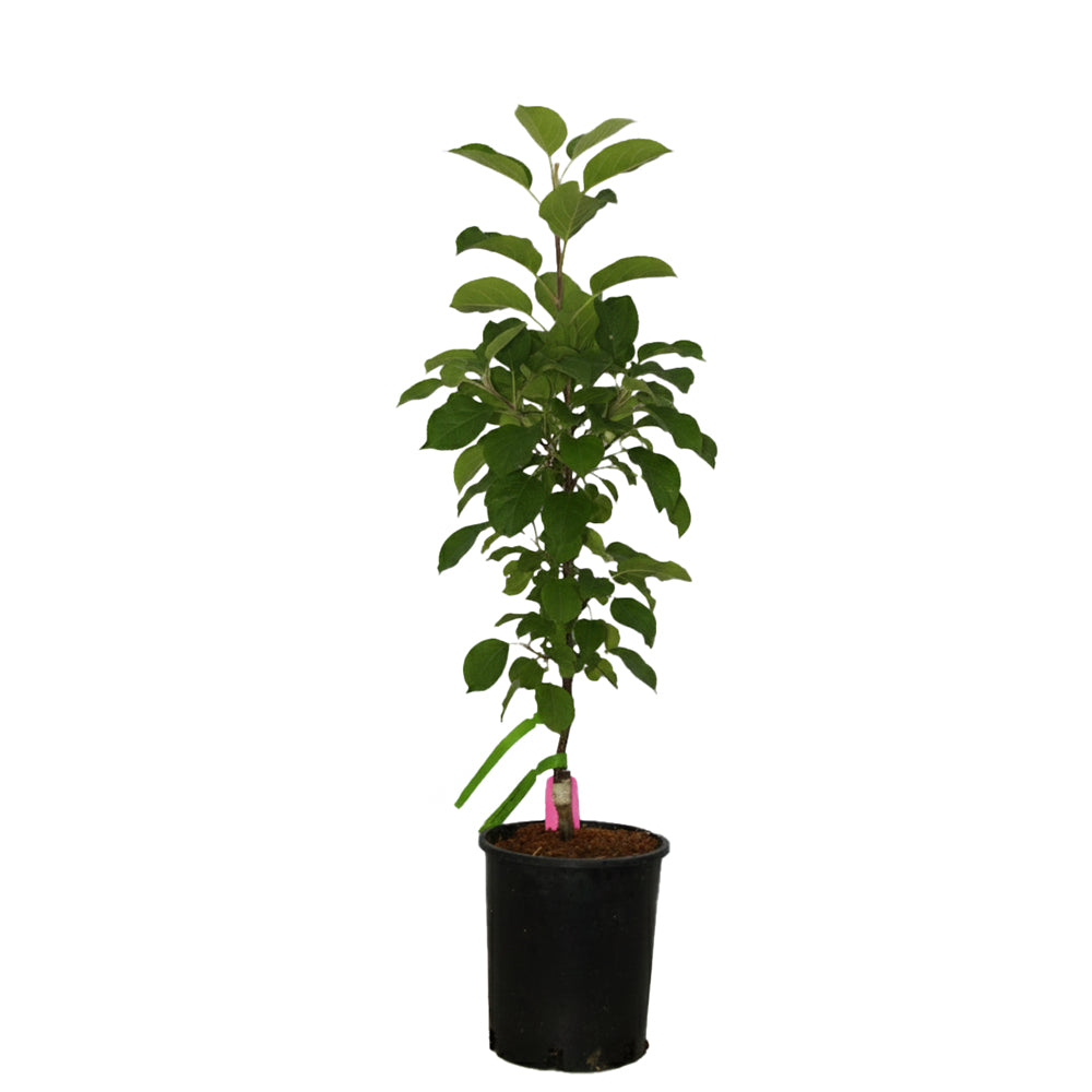 n*c様 niceness treece Crabapple Sugar Tyme – Plant Me Green