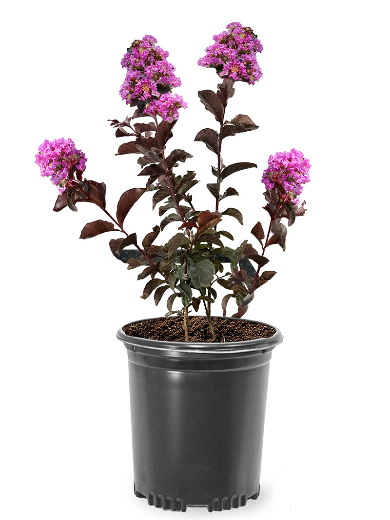 black_tree様 11-15 KAWASAKI ZX1000R FORKS UPPER TRIPLE TREE CLAMP STEERING