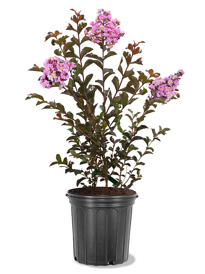 thunderstruck lavender blast crape myrtle tree Crape Myrtle