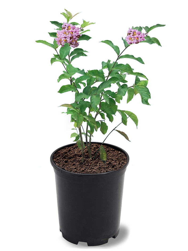 花 maru.2725 Wax Myrtle - Cherrylake