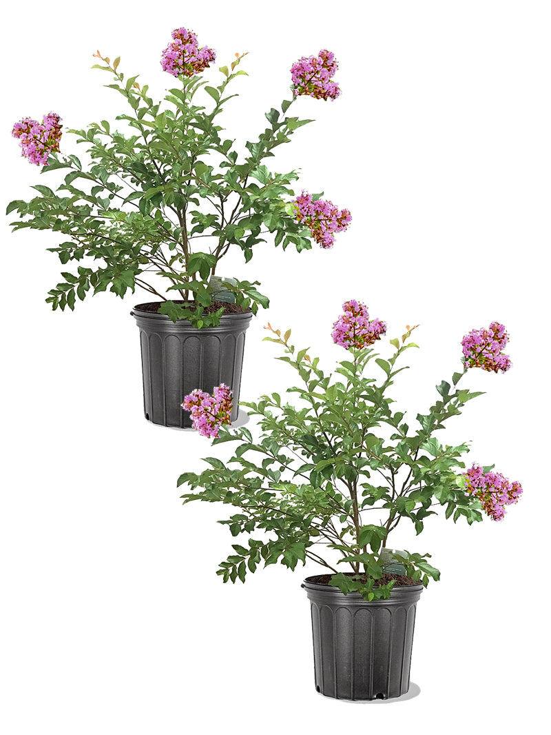 花 maru.2725 Heirloom Myrtle Topiary (Myrtus Communis) – Happy Sunrize