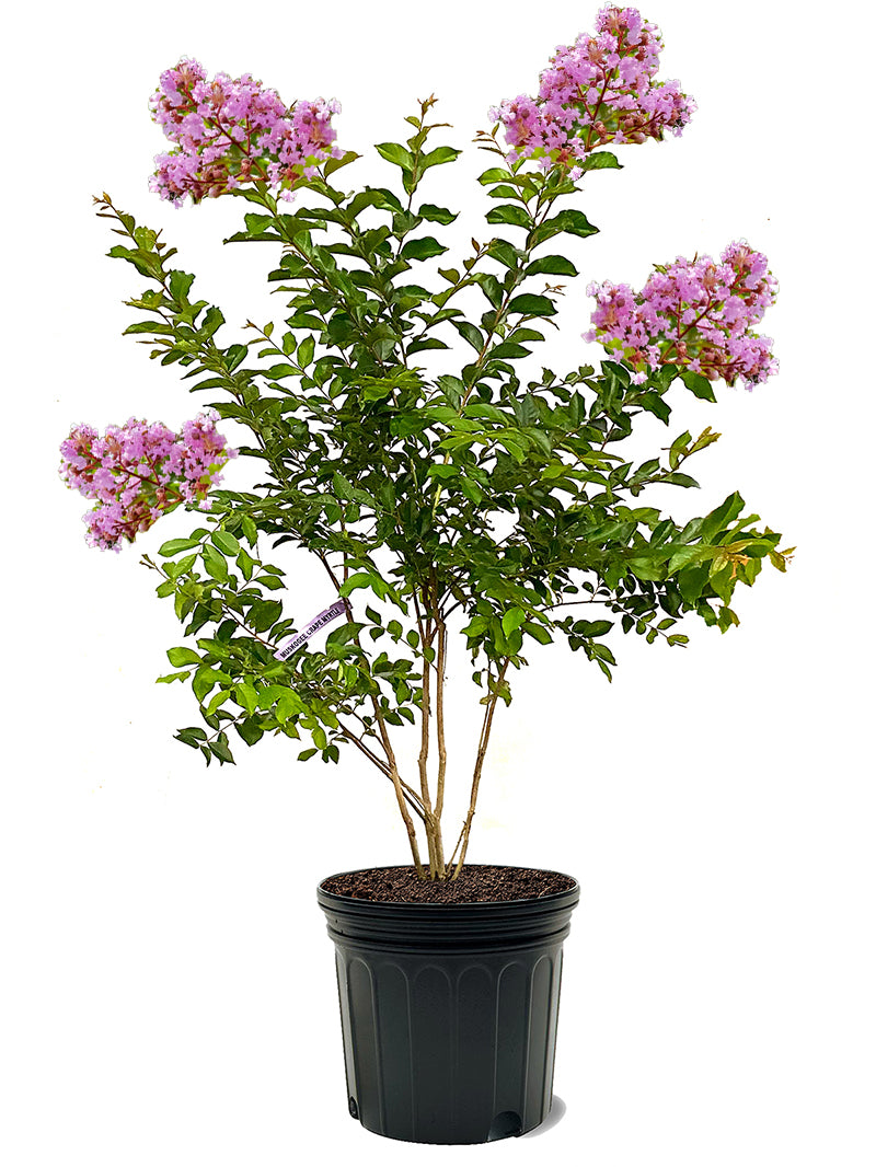 花 maru.2725 Muskogee Crape Myrtle | Flowering Trees – Plant Me Green