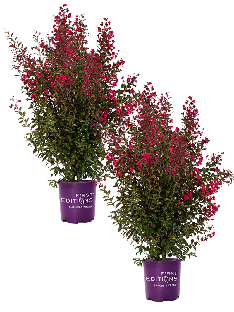 First Editions® | Ruffled Red Crape Myrtle – Plant Me Green