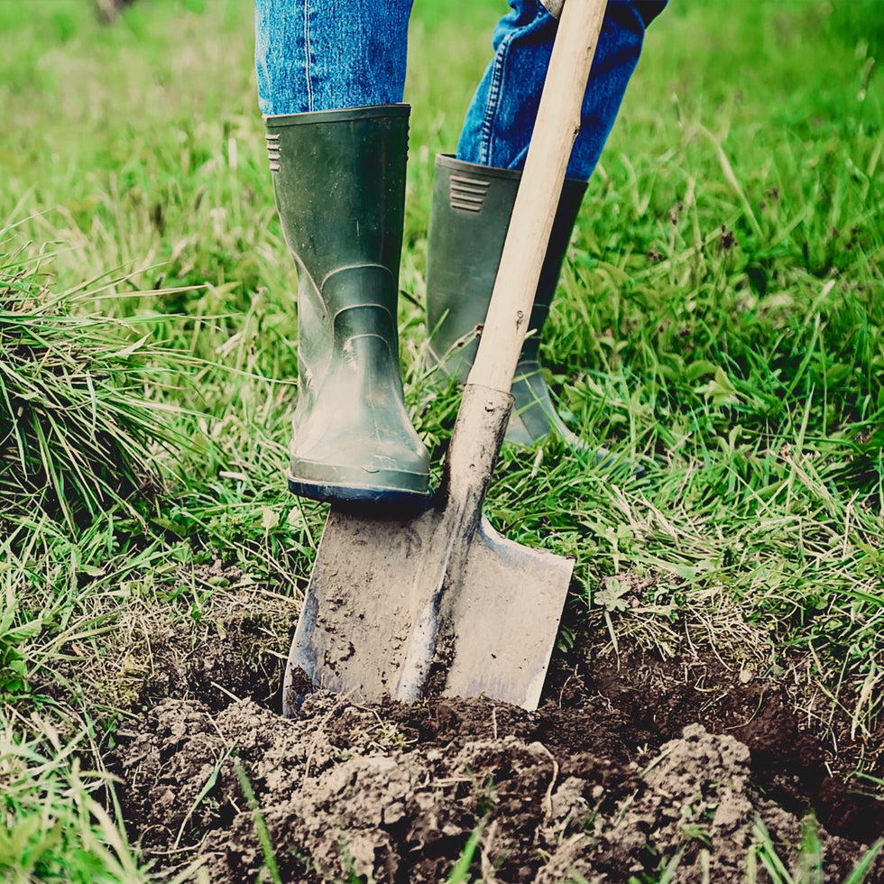 Japanese Magnolia Roots Japanese Magnolia Planting Guide – Plant Me Green