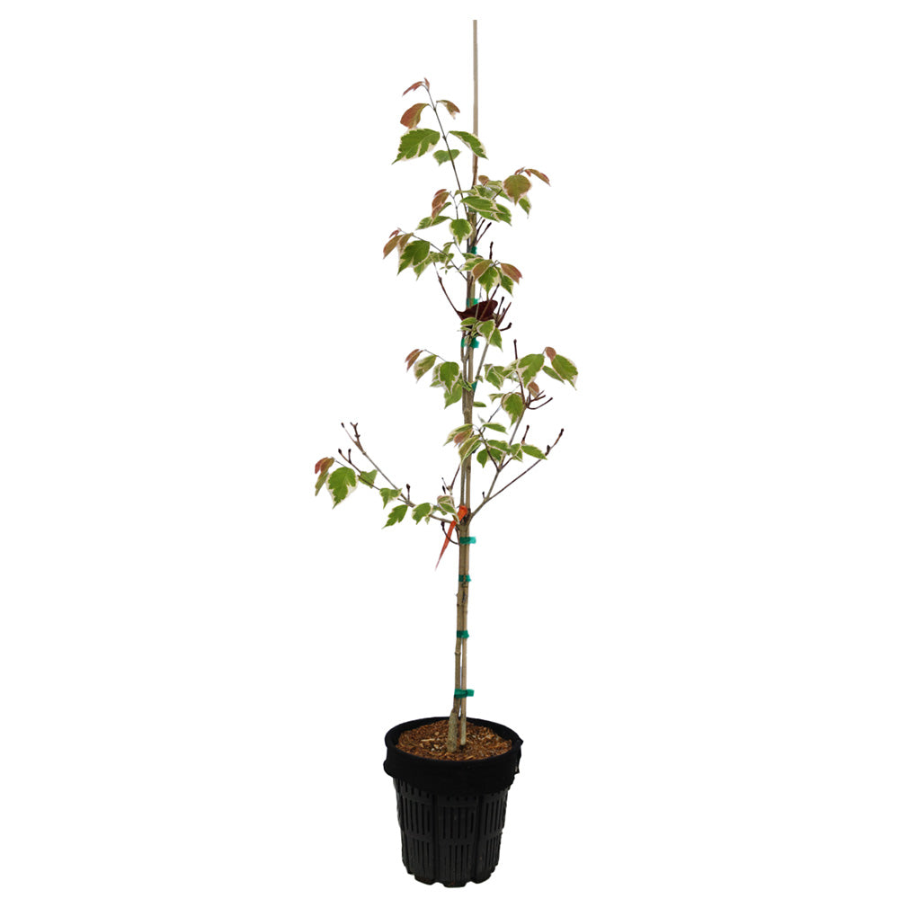 青木乃里子 「椿」 20/350 Dogwood - Aka Tsuki – Plant Me Green