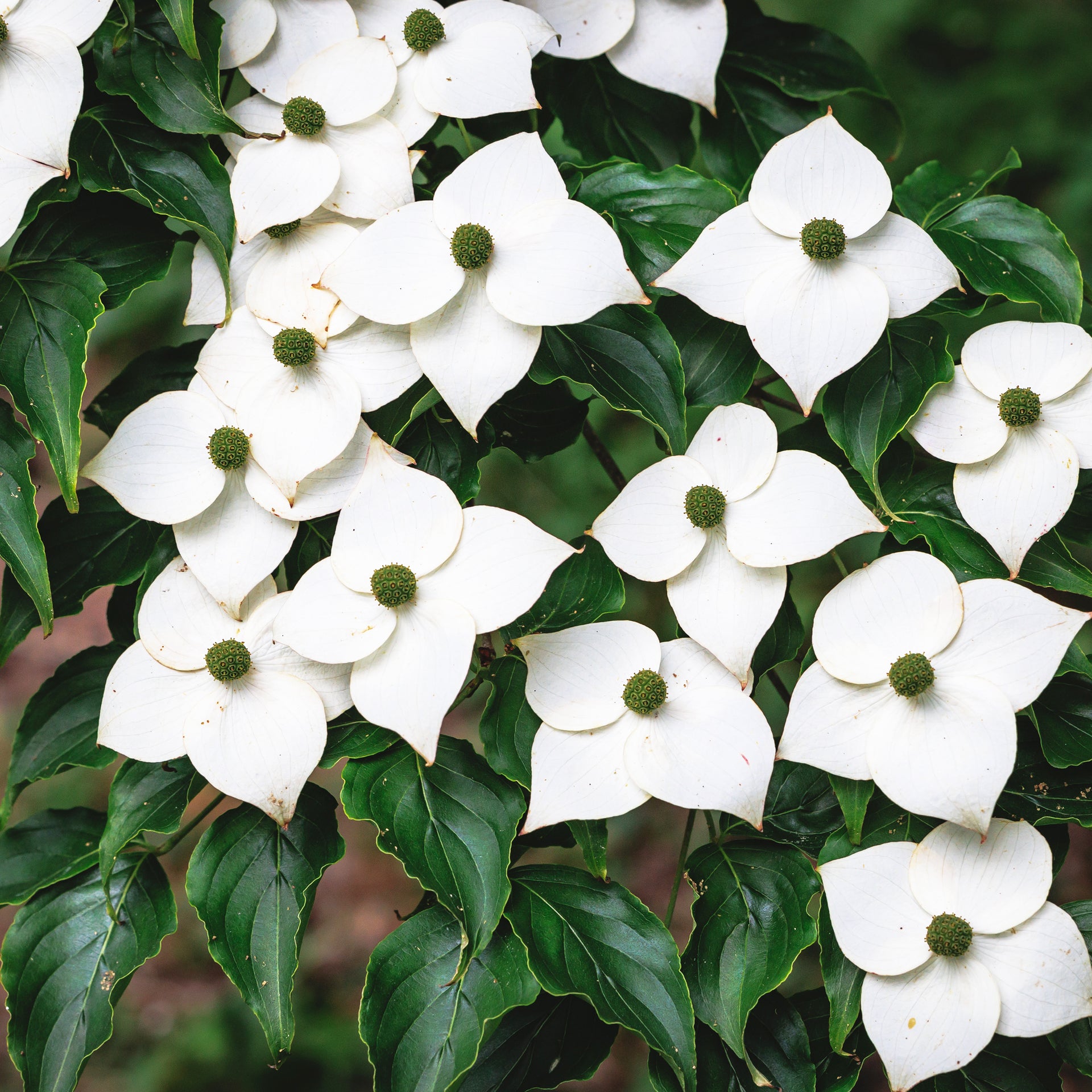Dogwood - Aurora - #1 Pot | 2-3 ft | Ships all year / 2