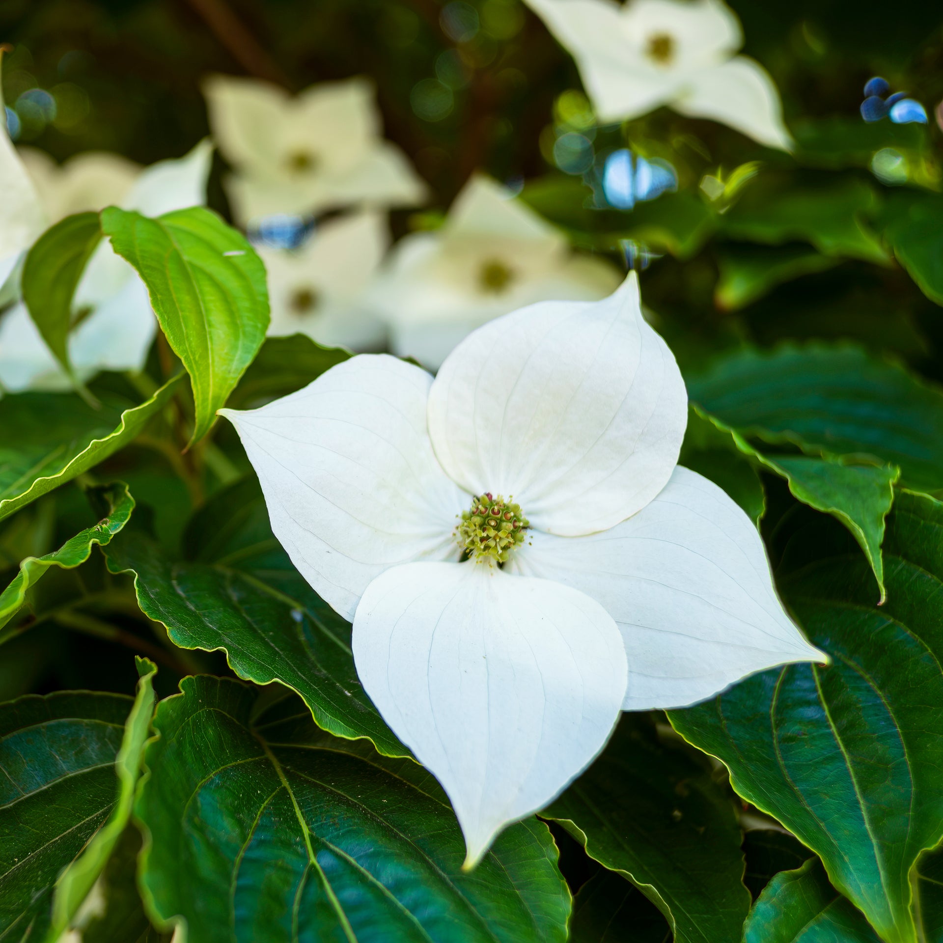 Dogwood - Celestial - #1 Pot | 2-3 ft | Ships all year / 2
