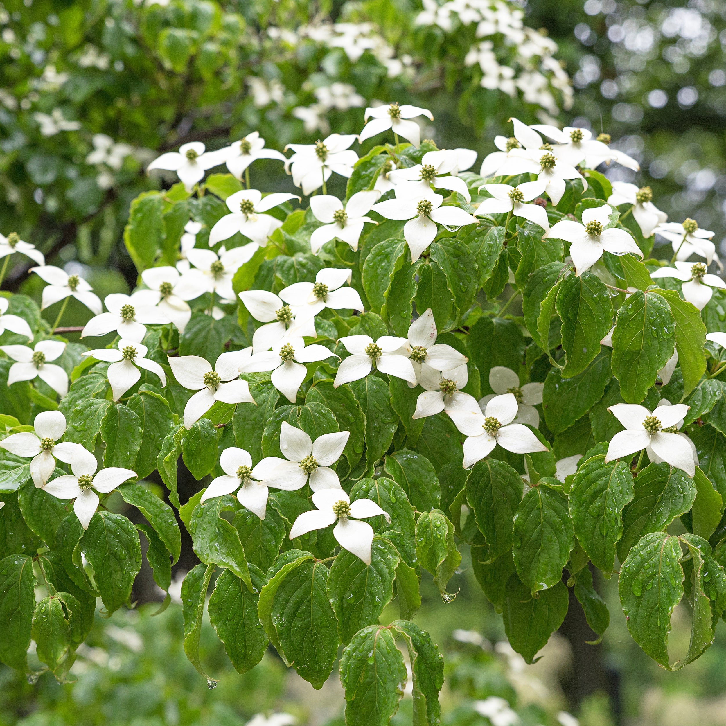 Milky Way White Dogwood Trees | Flowering Trees – Plant Me Green Milky Way White Dogwood Trees | Flowering Trees – Plant Me Green