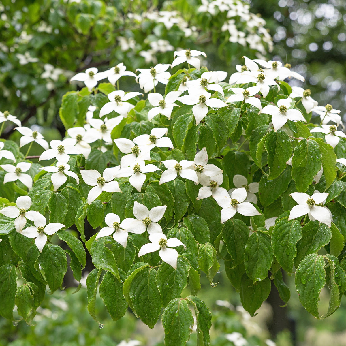 Milky Way White Dogwood Trees | Flowering Trees – Plant Me Green