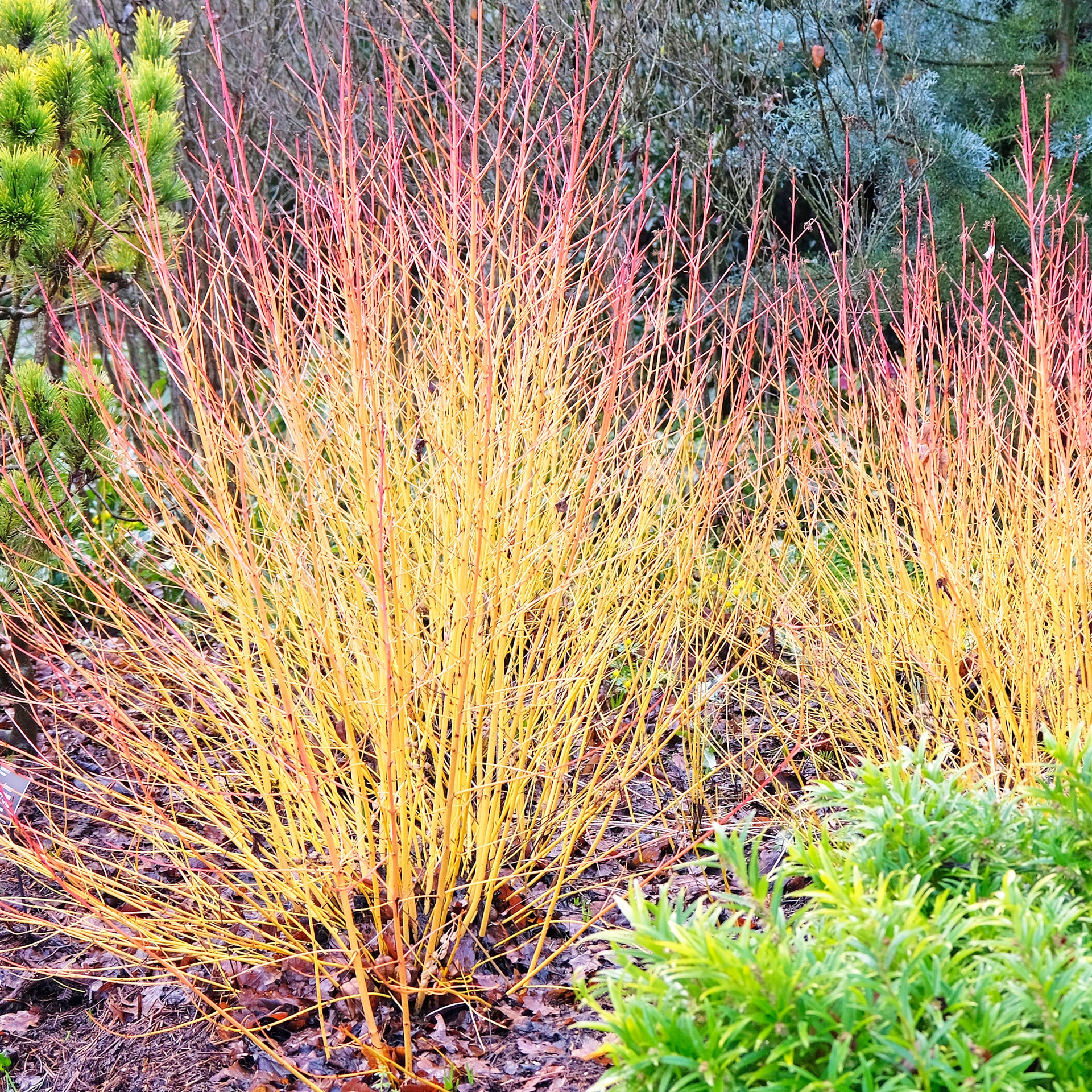 twig plants Dogwood - Yellow Twig - #3 Pot | 2-3 ft