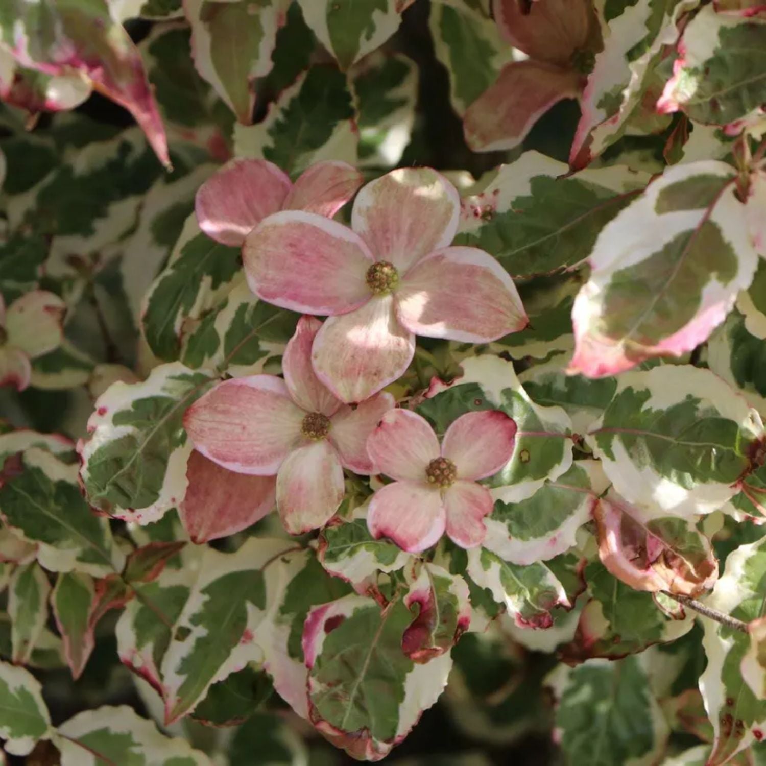 青木乃里子 「椿」 20/350 Dogwood - Aka Tsuki – Plant Me Green
