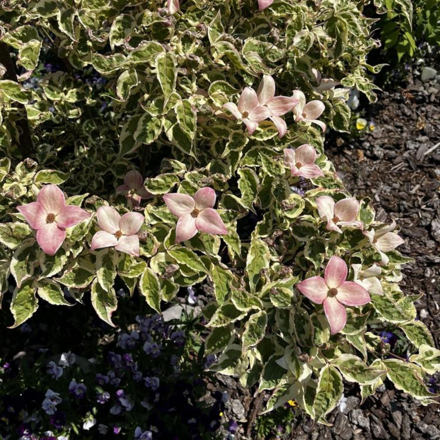 Dogwood - Aka Tsuki – Plant Me Green