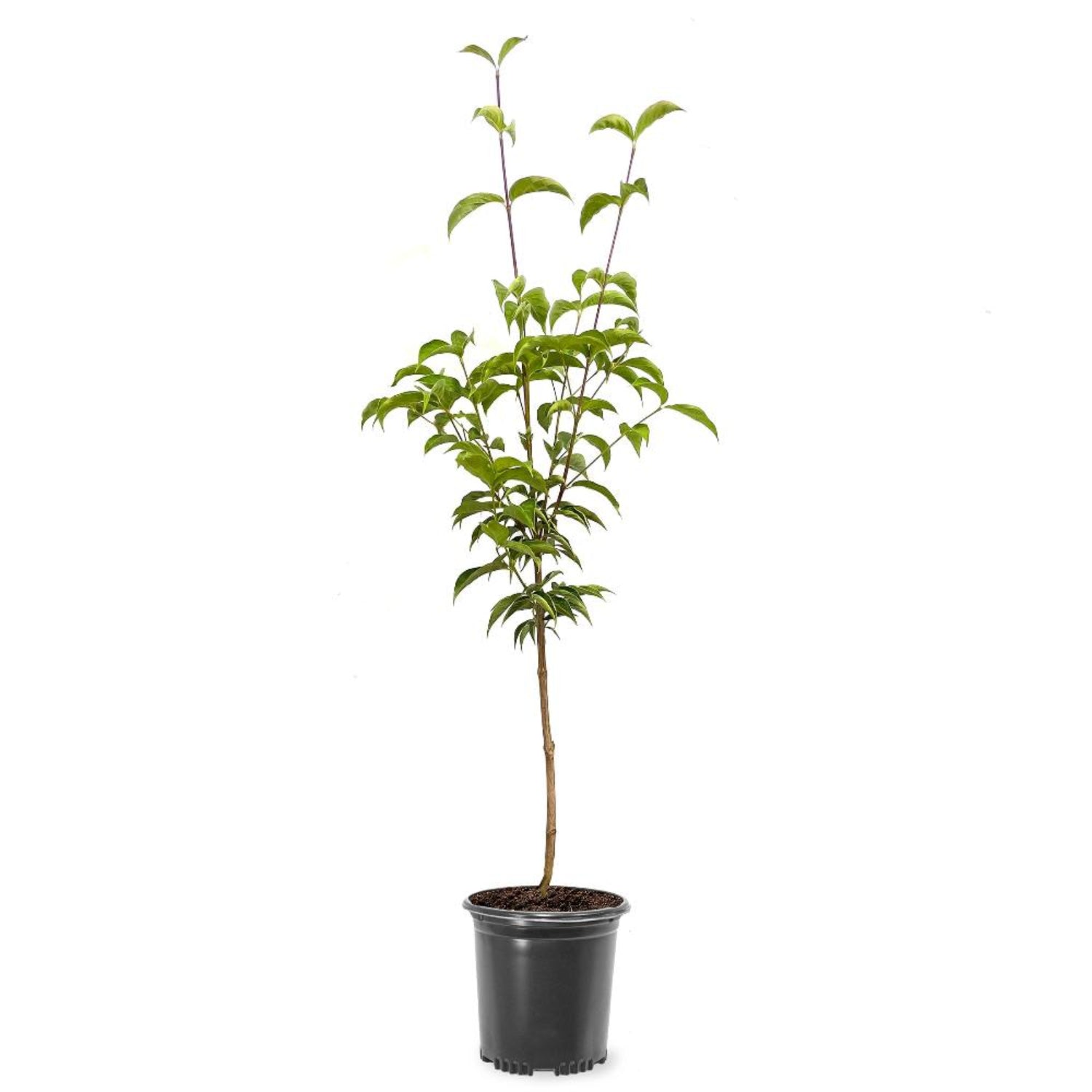 Milky Way White Dogwood Trees | Flowering Trees – Plant Me Green