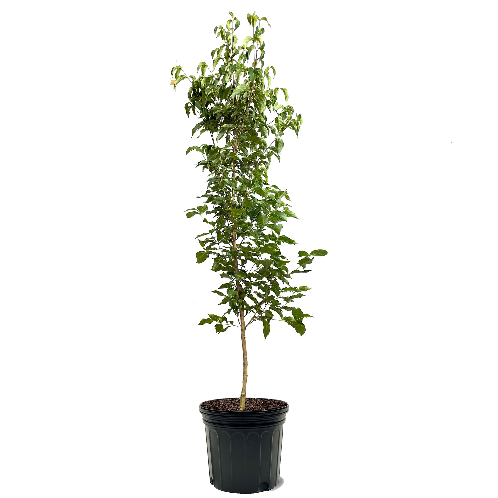 can you plant a dogwood tree in a pot White Dogwood Trees