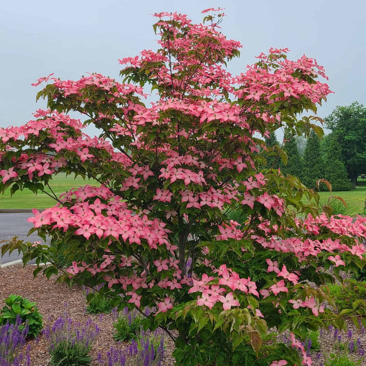 Dogwood - Scarlet Fire – Plant Me Green