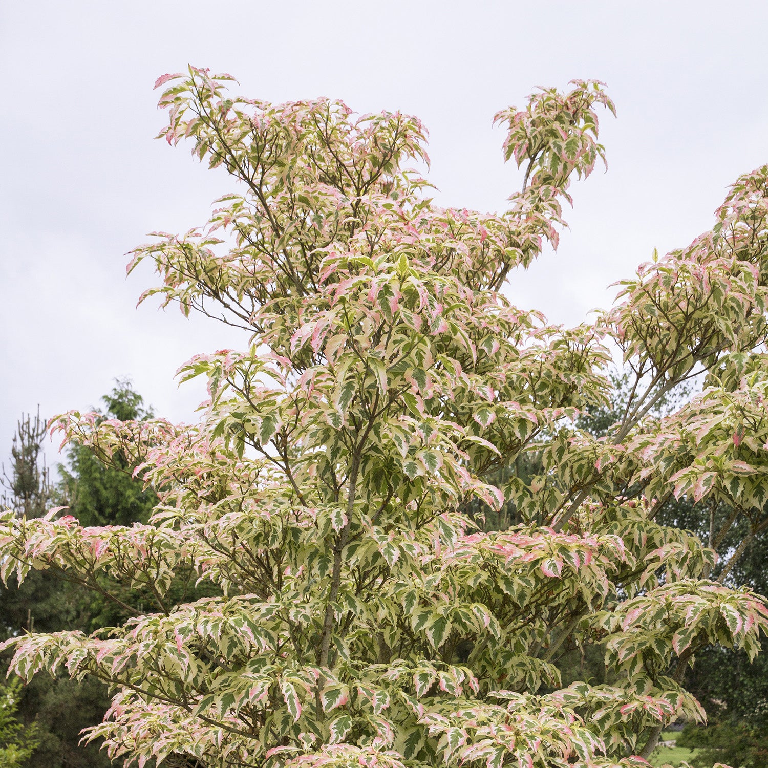 Dogwood - Summer Fun – Plant Me Green