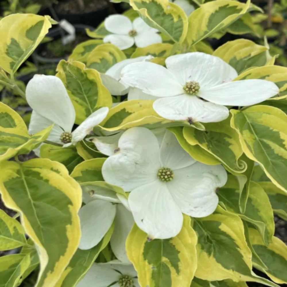 Dogwood - Summer Fun – Plant Me Green