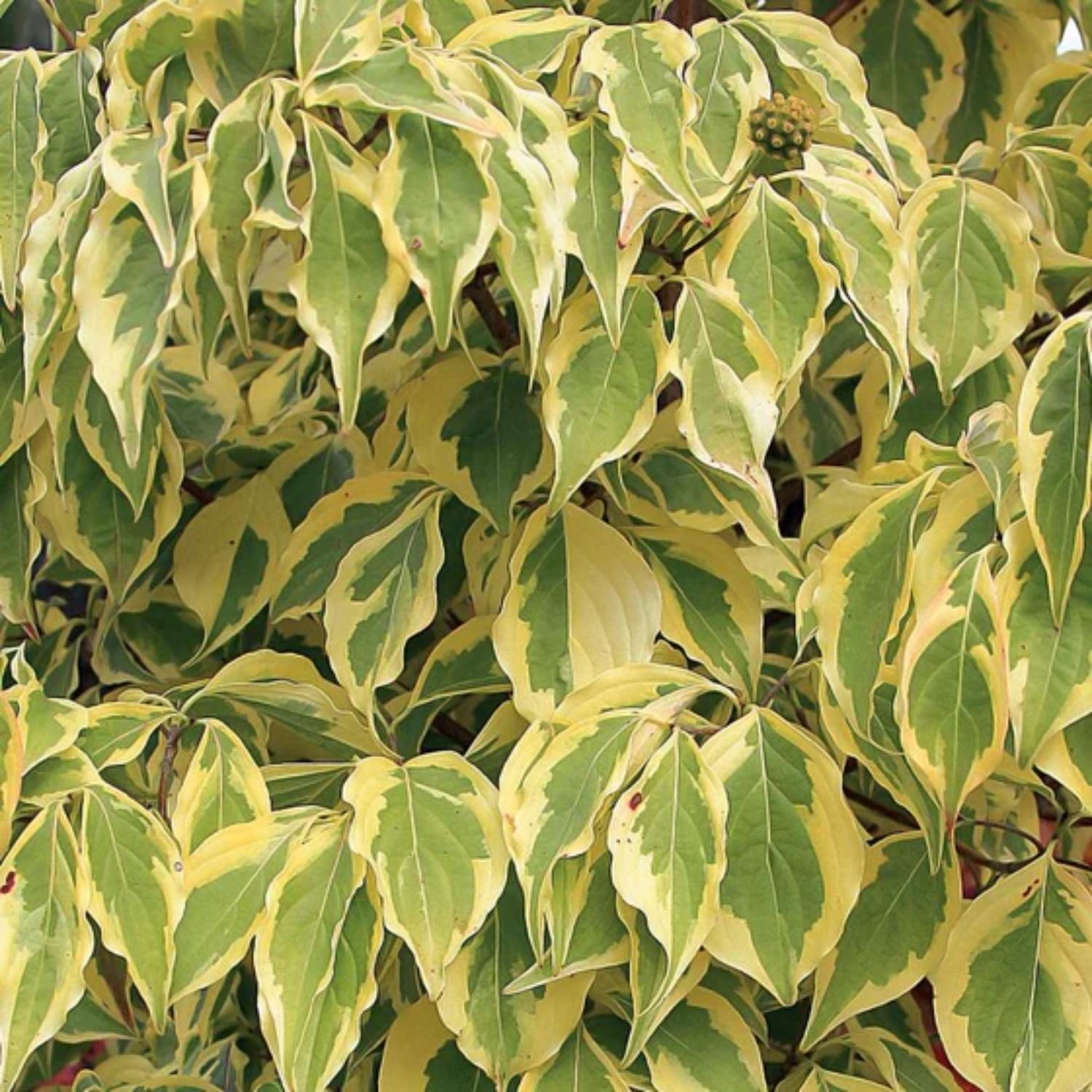 Dogwood - Summer Gold – Plant Me Green