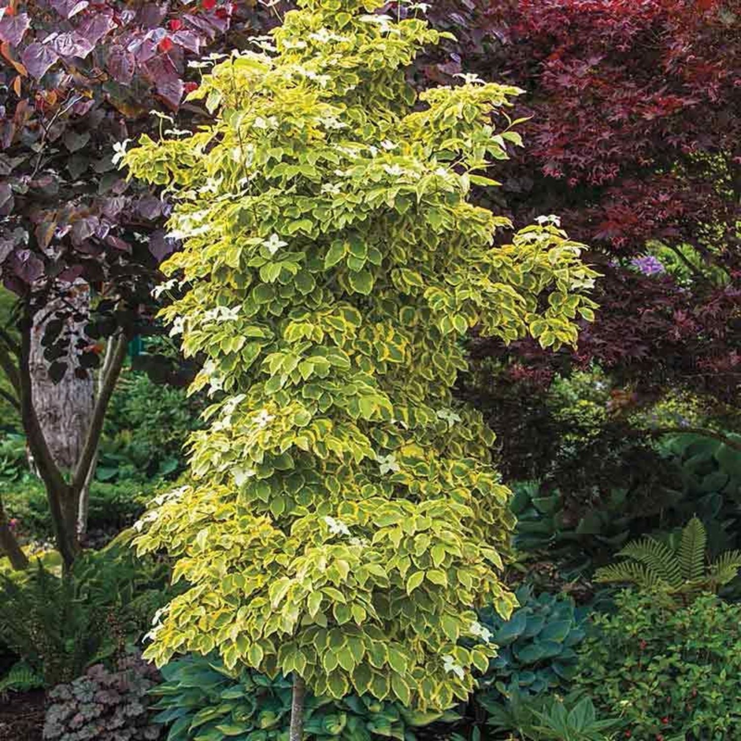 Dogwood - Summer Gold – Plant Me Green