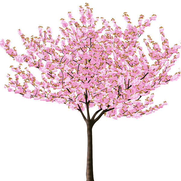 Plants for USDA Zone 5 – Tagged 