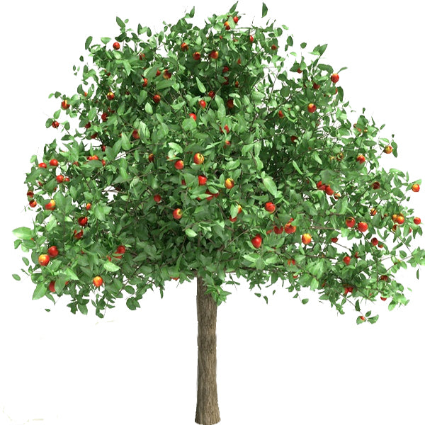 Plants for USDA Zone 8 – Tagged 