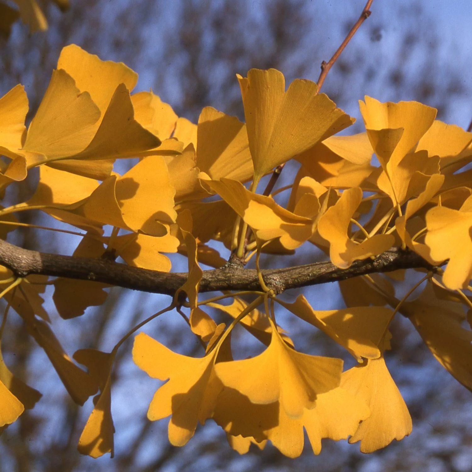 Ginkgo - Princeton Sentry – Plant Me Green
