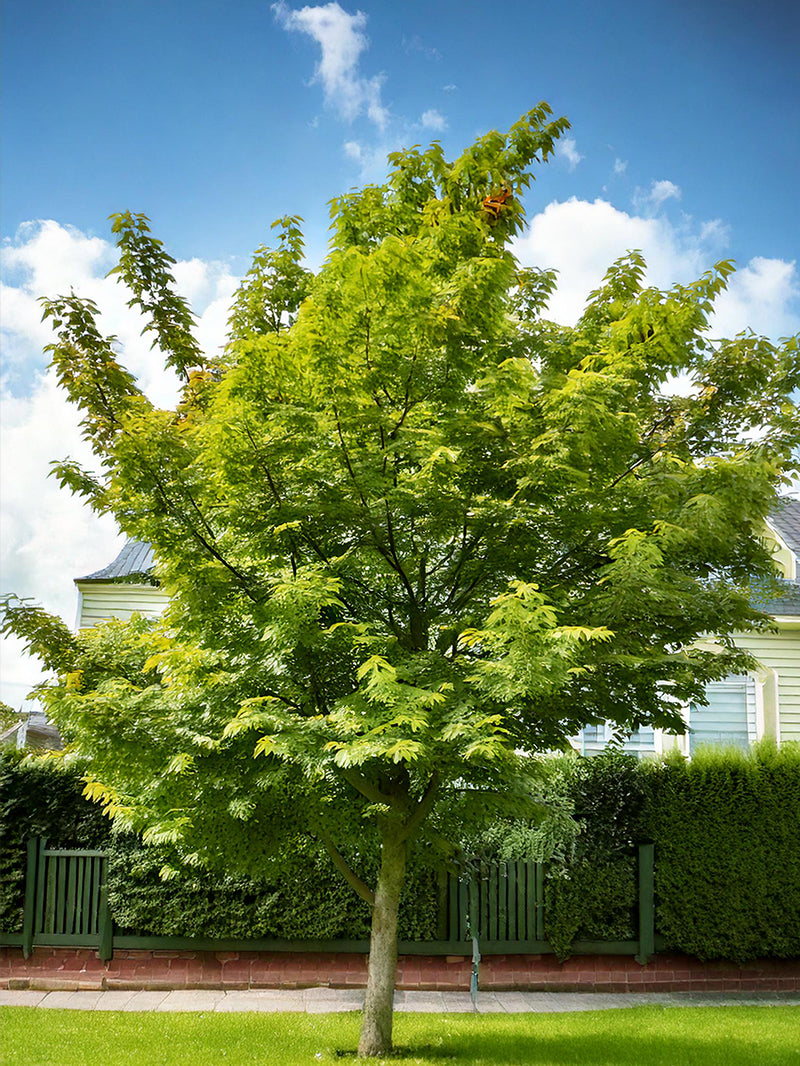 Hackberry Ultra Hackberry Tree