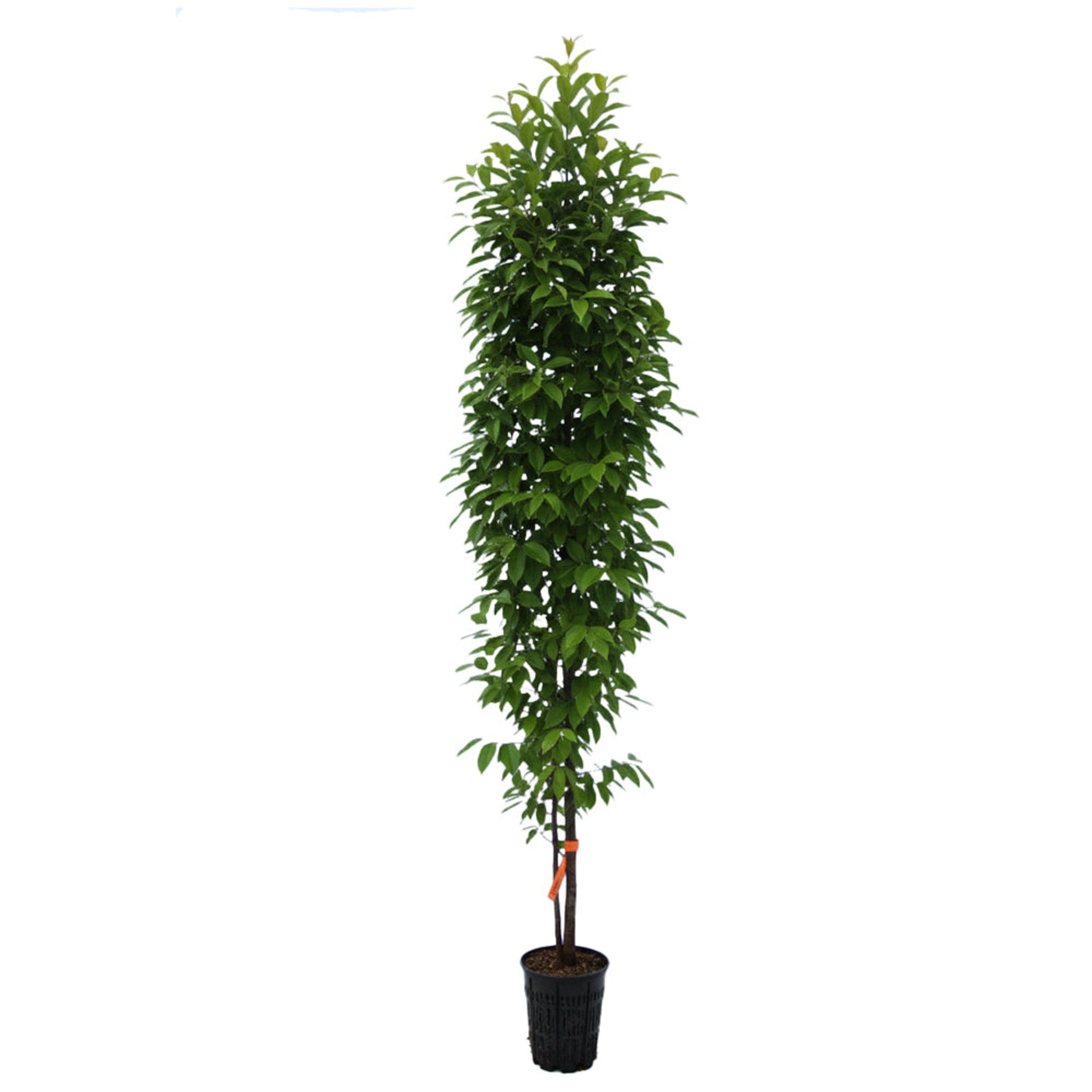 Zone 5 - Shade Trees – Plant Me Green