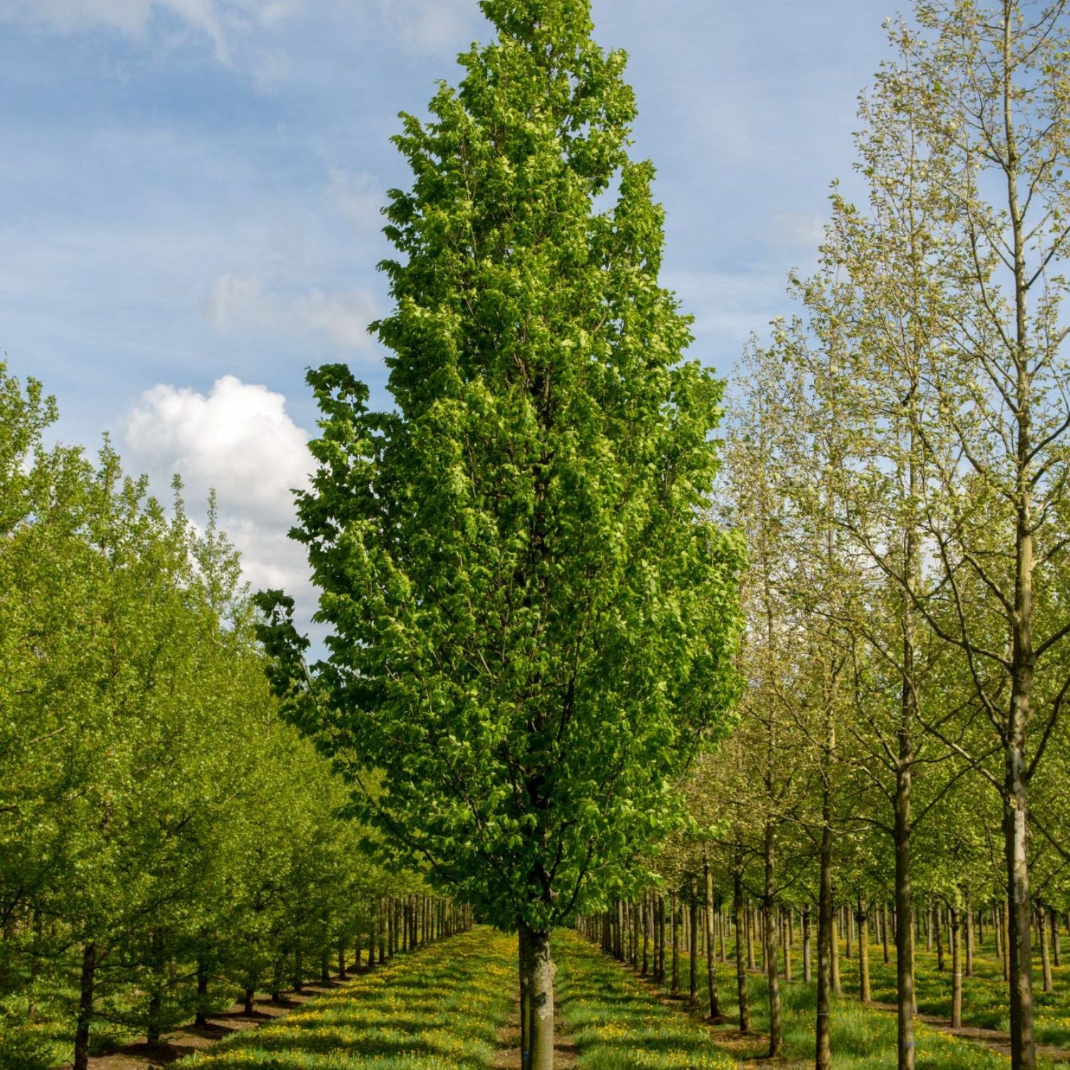 Zone 4 - Shade Trees – Plant Me Green