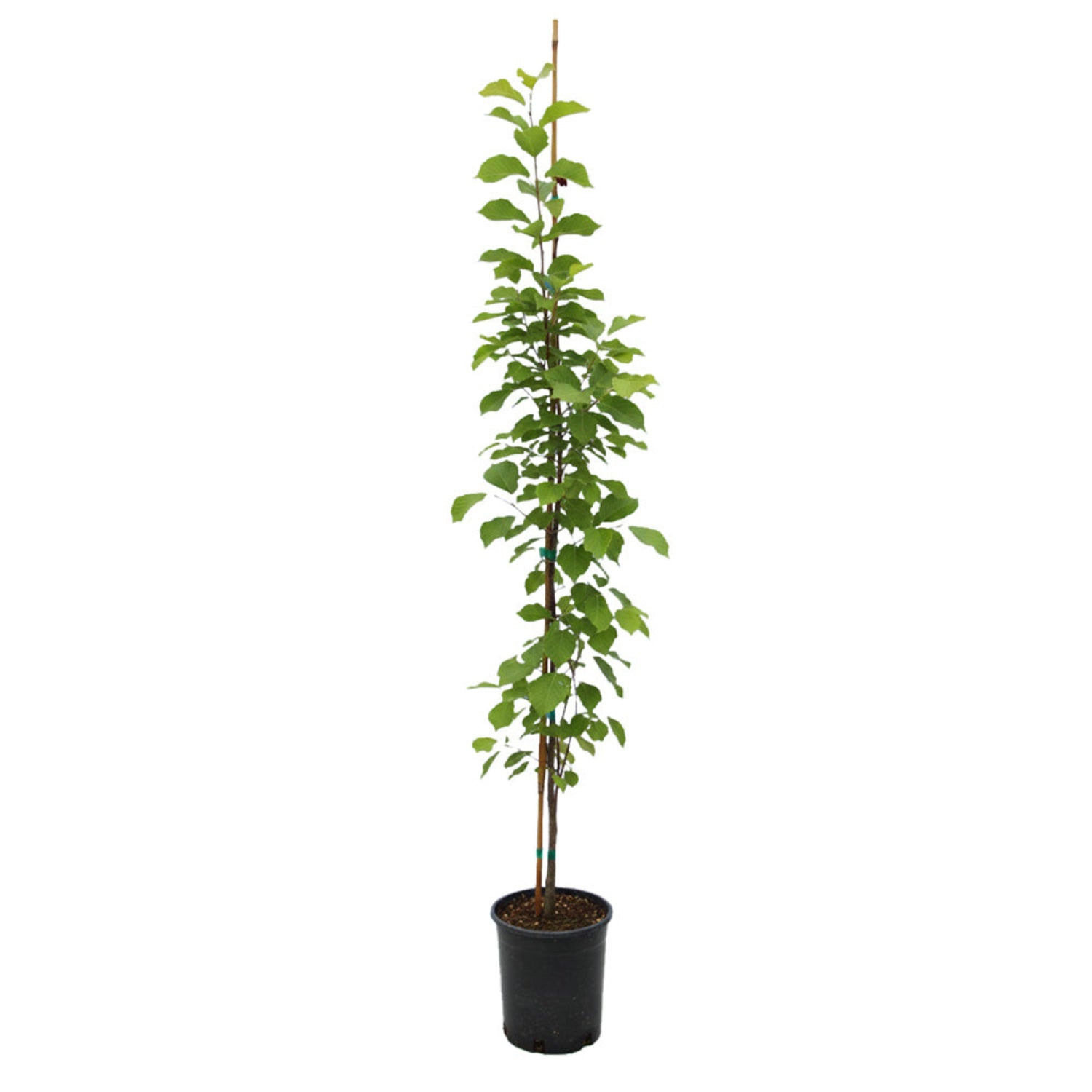 Zone 5 - Shade Trees – Plant Me Green