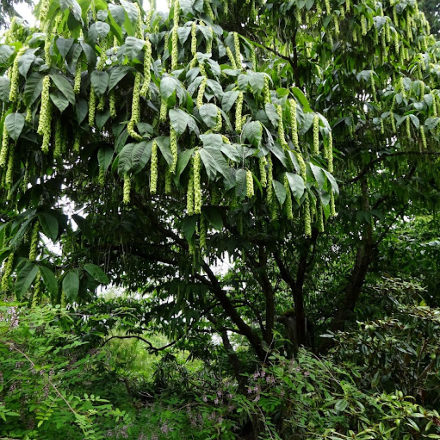 Zone 5 - Shade Trees – Plant Me Green