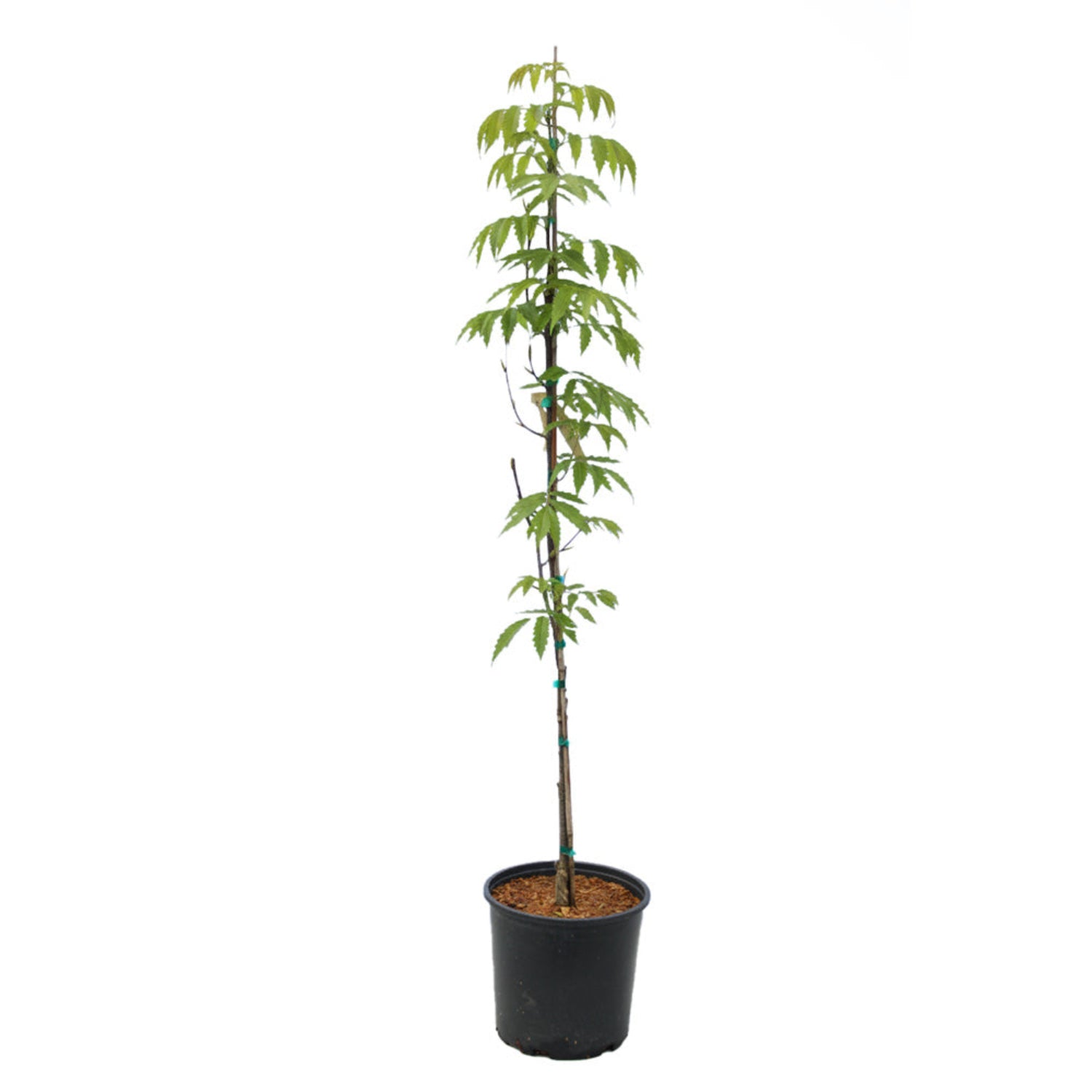 Zone 5 - Shade Trees – Plant Me Green