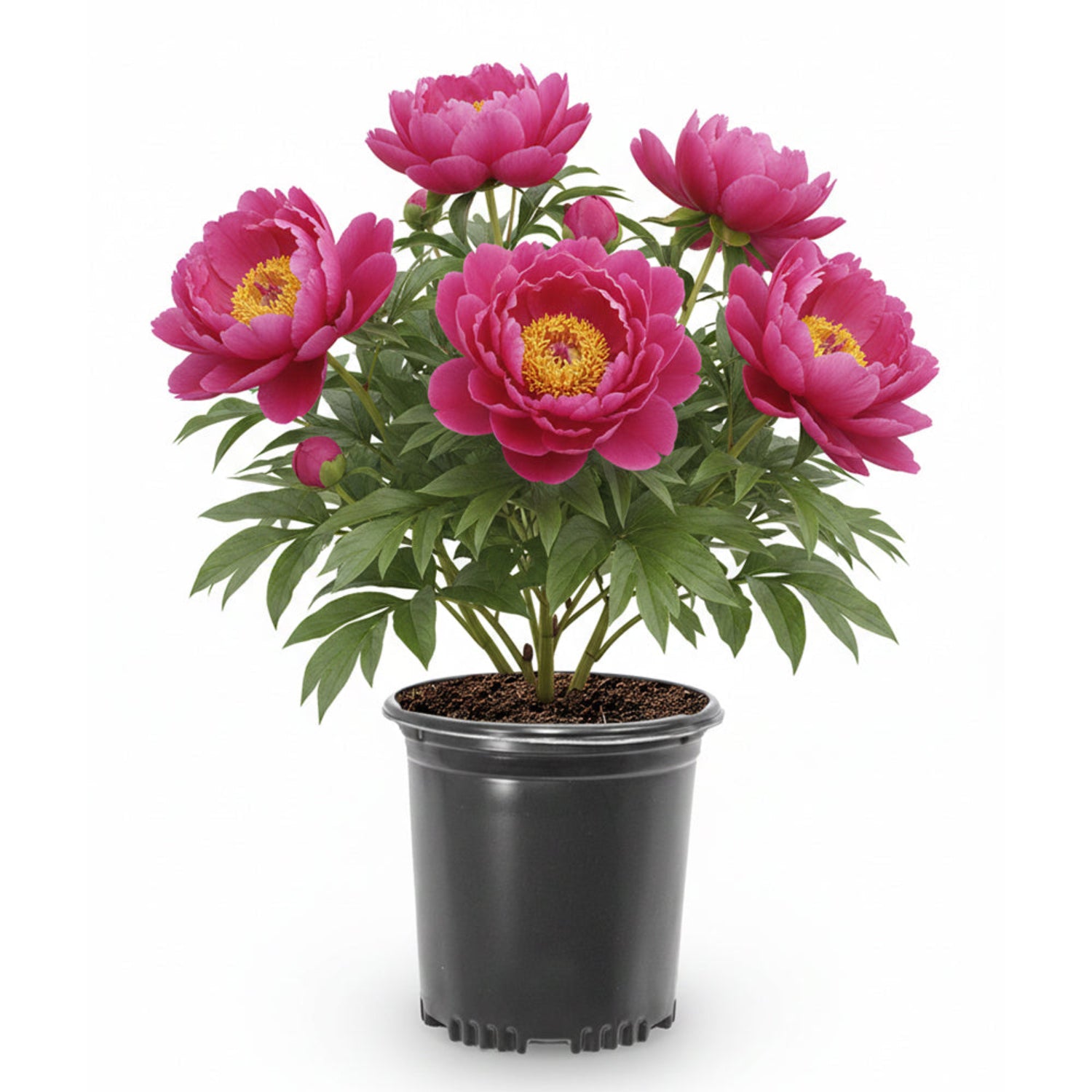 Peony - Garden Candy® Hot Tamale™ Itoh – Plant Me Green