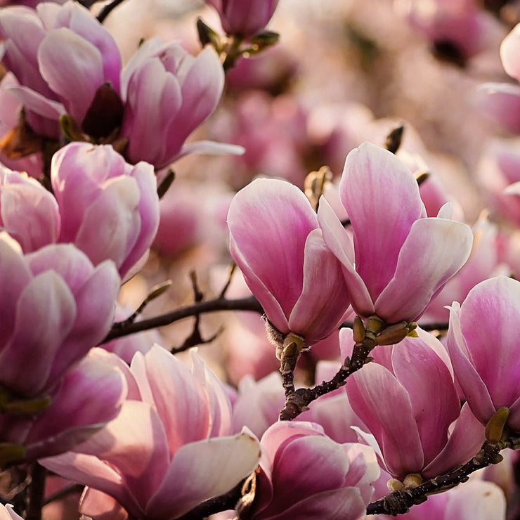 Japanese Magnolia Roots Online Tree Nursery | Plant Me Green