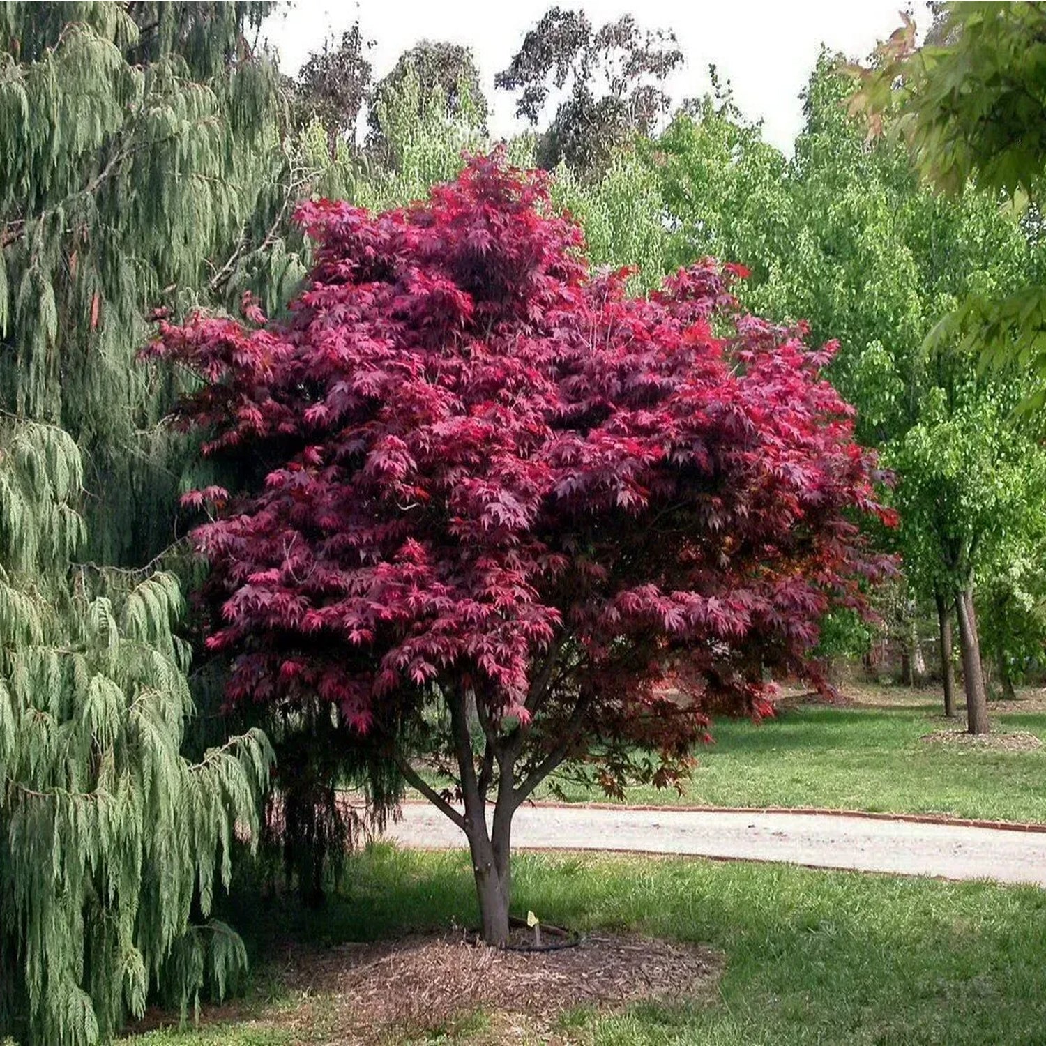 Maple - Japanese Atropurpureum – Plant Me Green