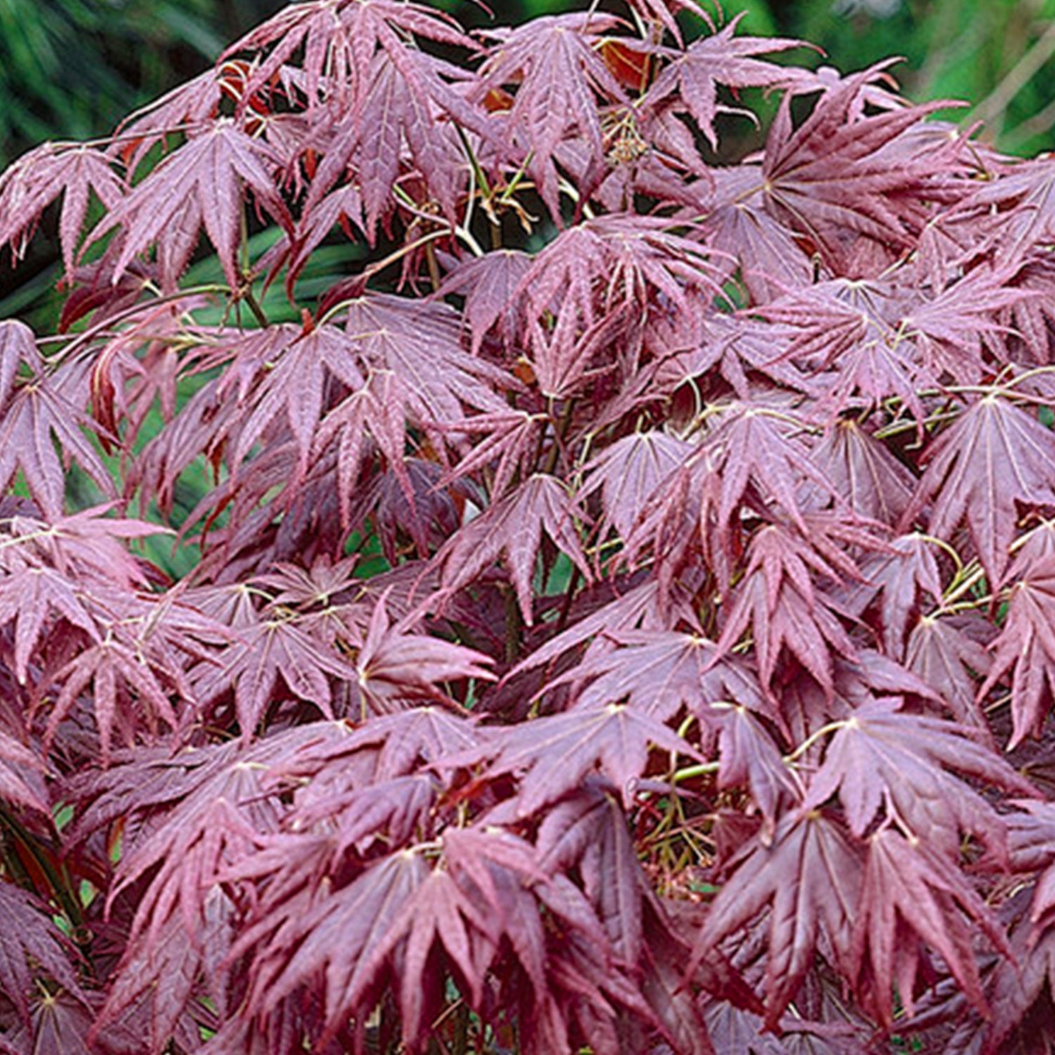 Maple - Japanese Atropurpureum – Plant Me Green Maple - Japanese Atropurpureum – Plant Me Green