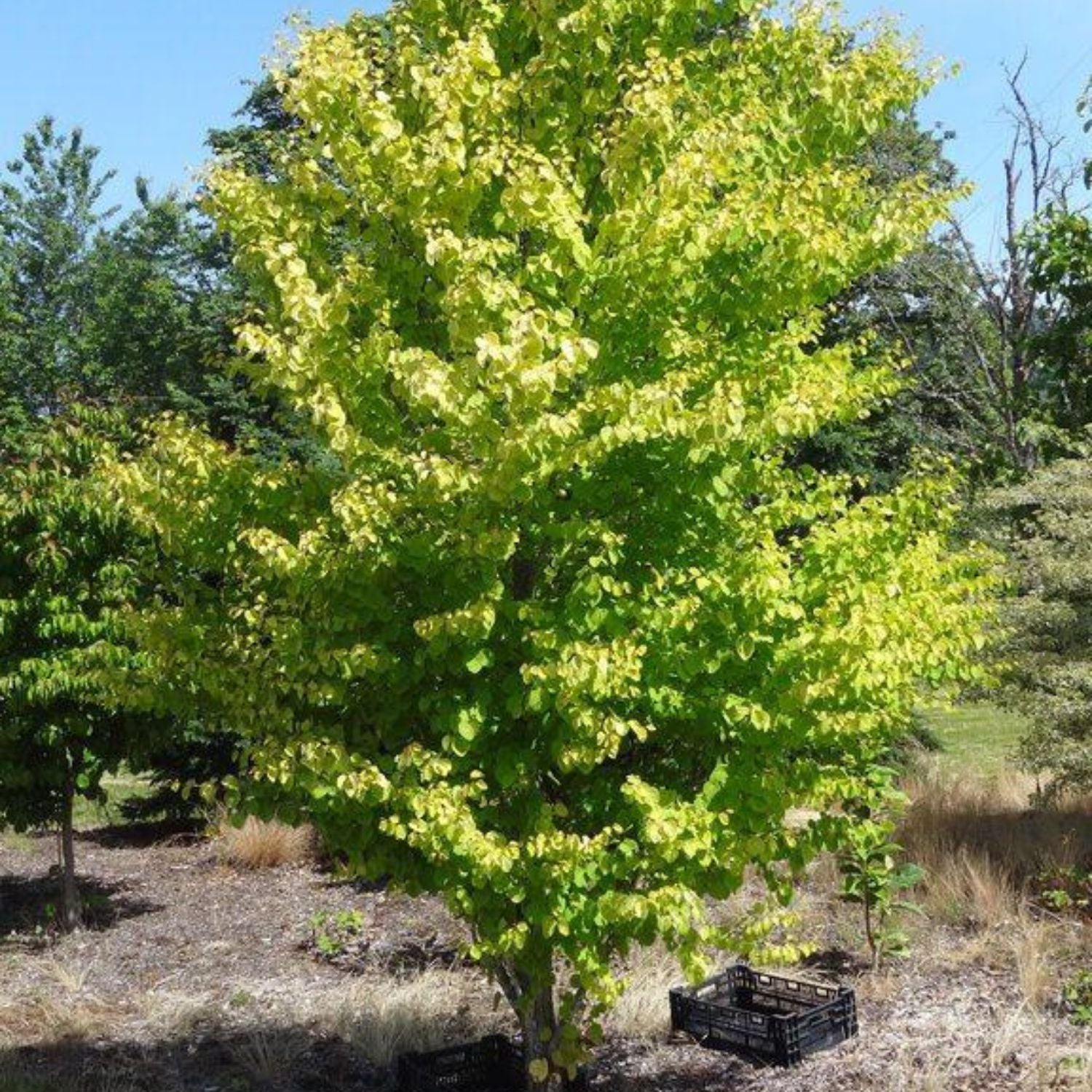 Katsura - Claim Jumper – Plant Me Green
