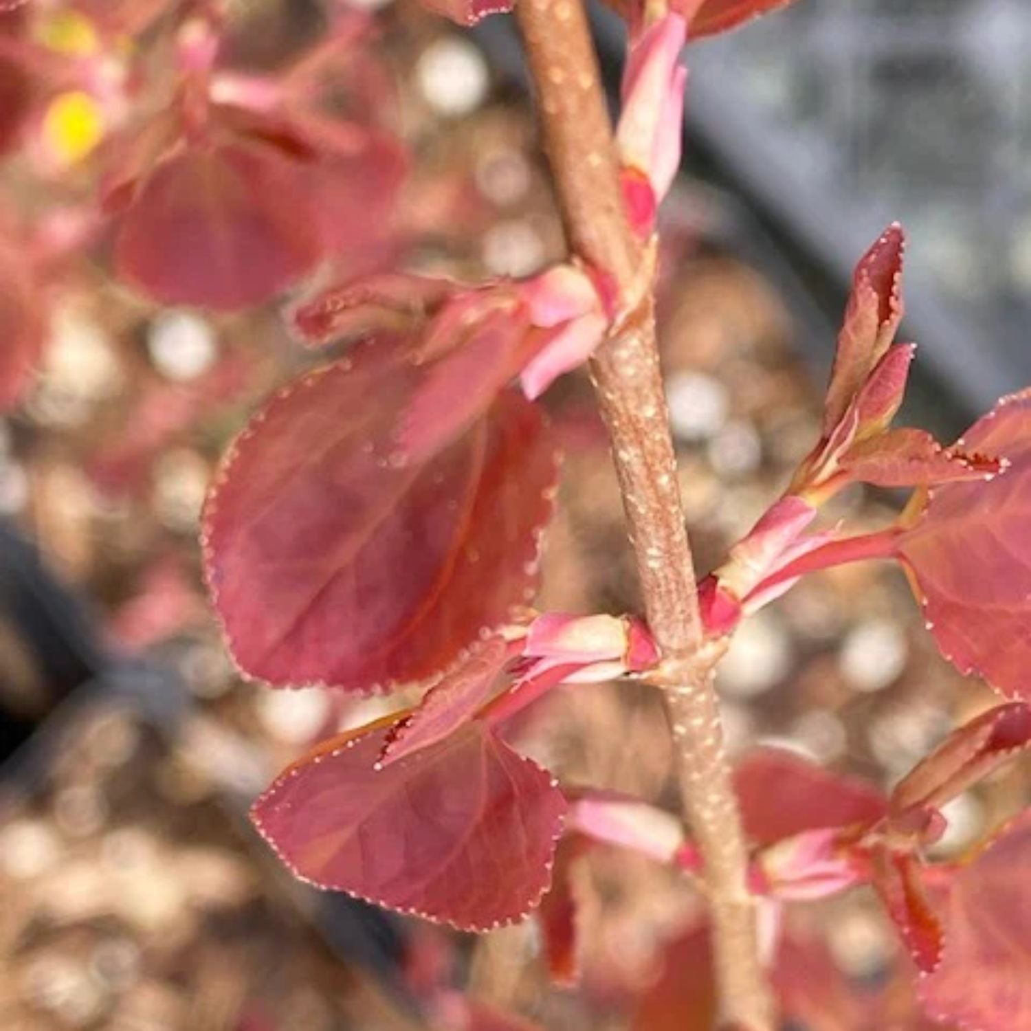 Katsura - Claim Jumper – Plant Me Green
