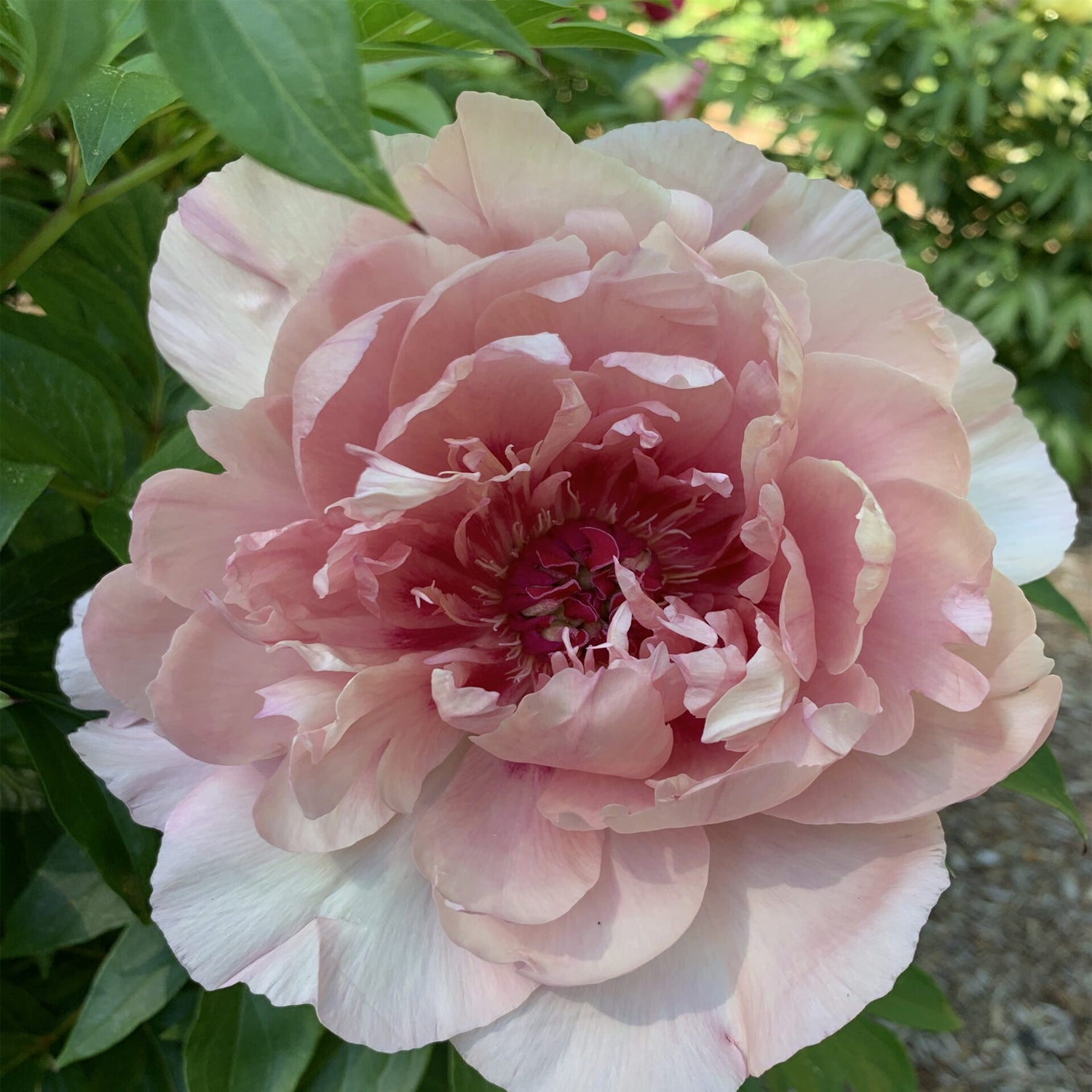 Peony - Garden Candy® Lacey Ryan™ Itoh – Plant Me Green