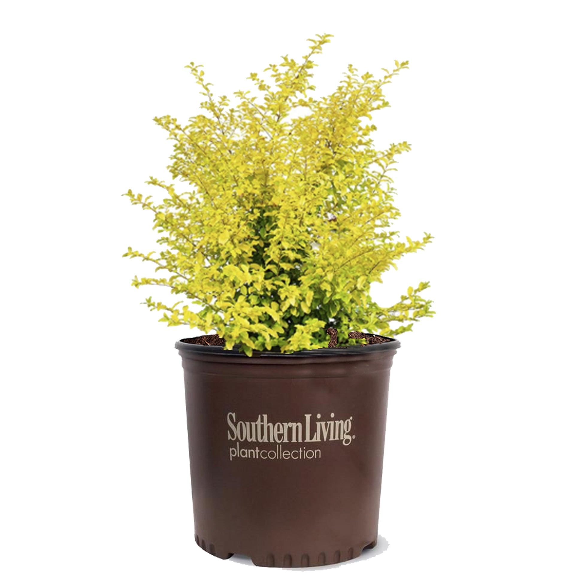 Ligustrum