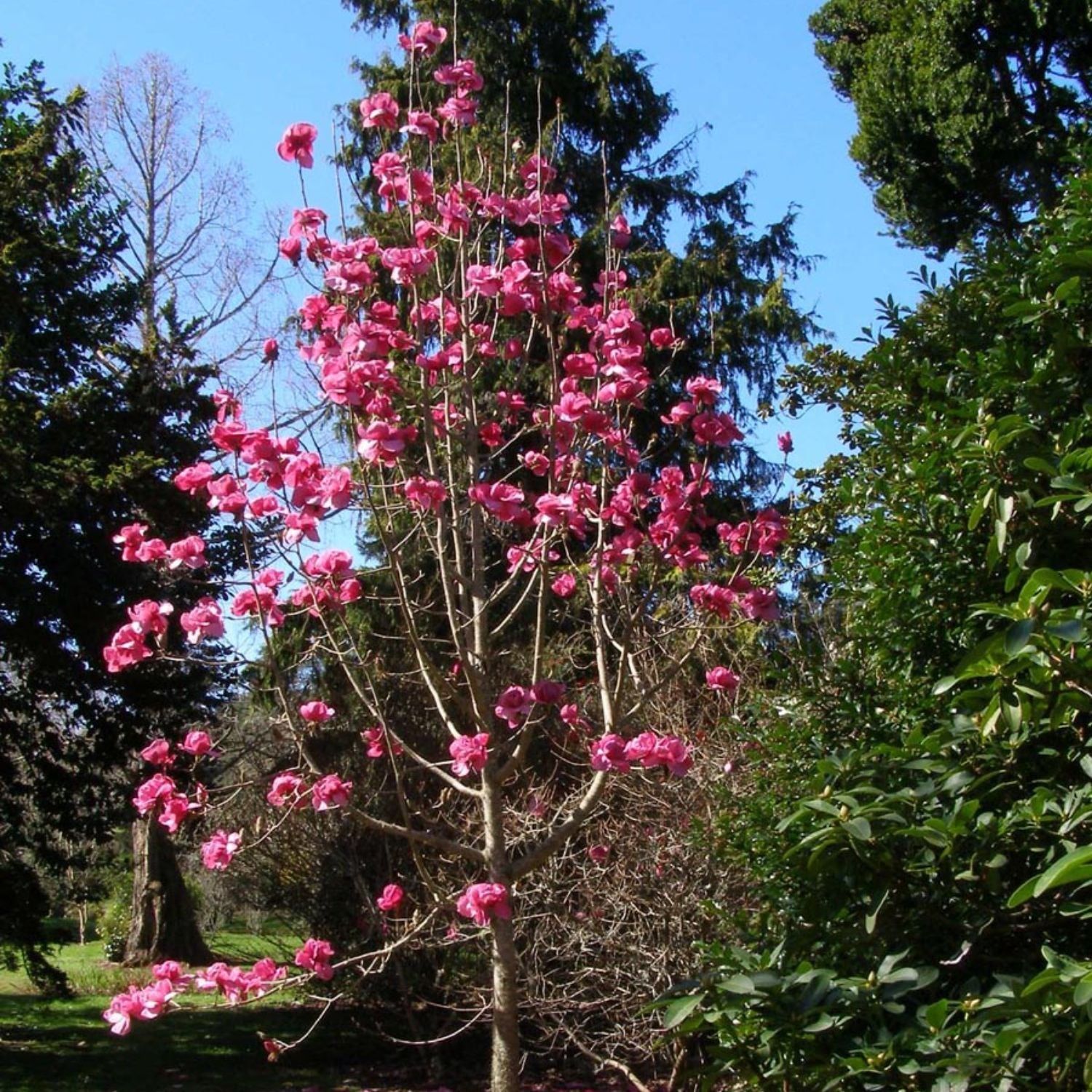 Jane Japanese Magnolia Tree | Flowering Trees – Plant Me Green