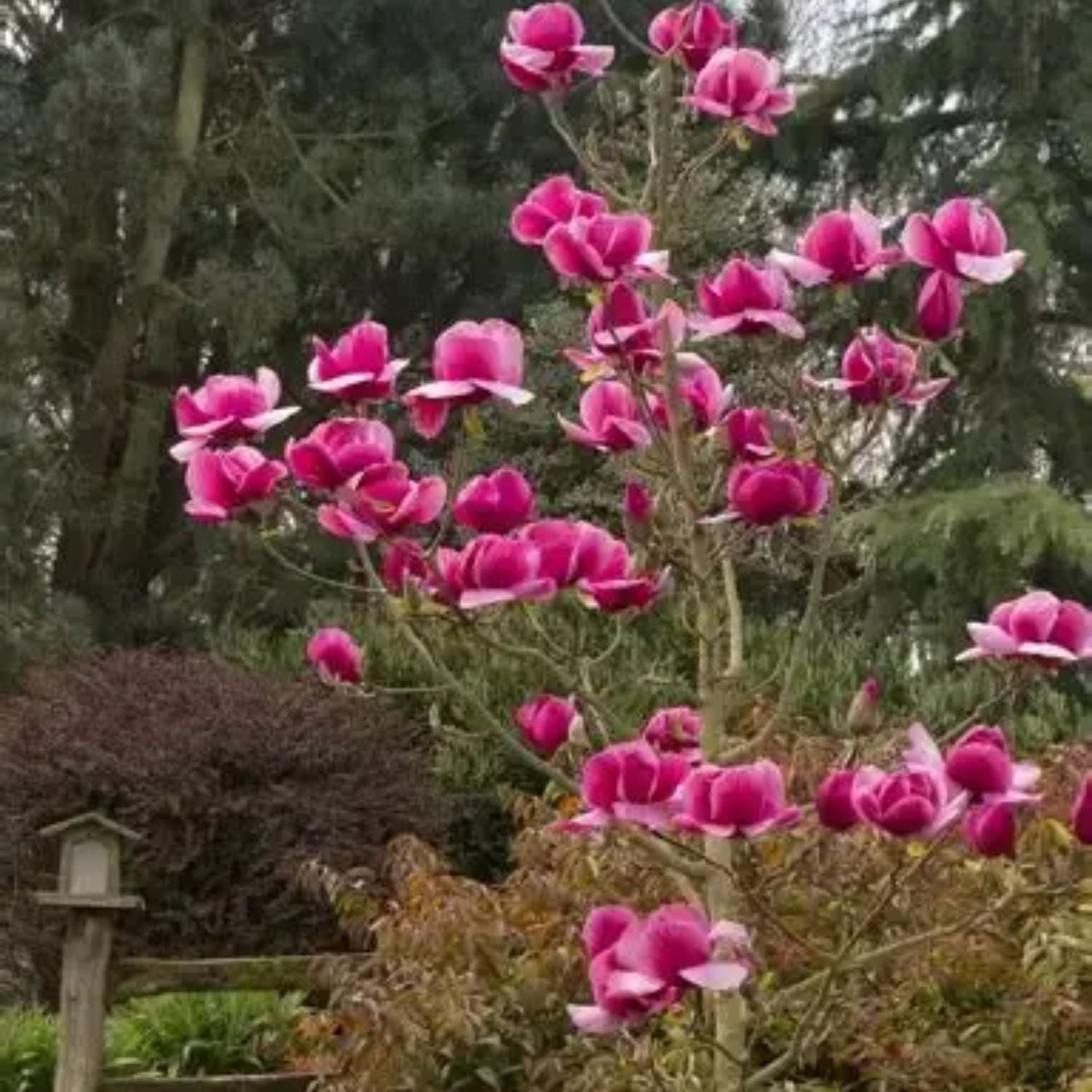 Jane Japanese Magnolia Tree | Flowering Trees – Plant Me Green