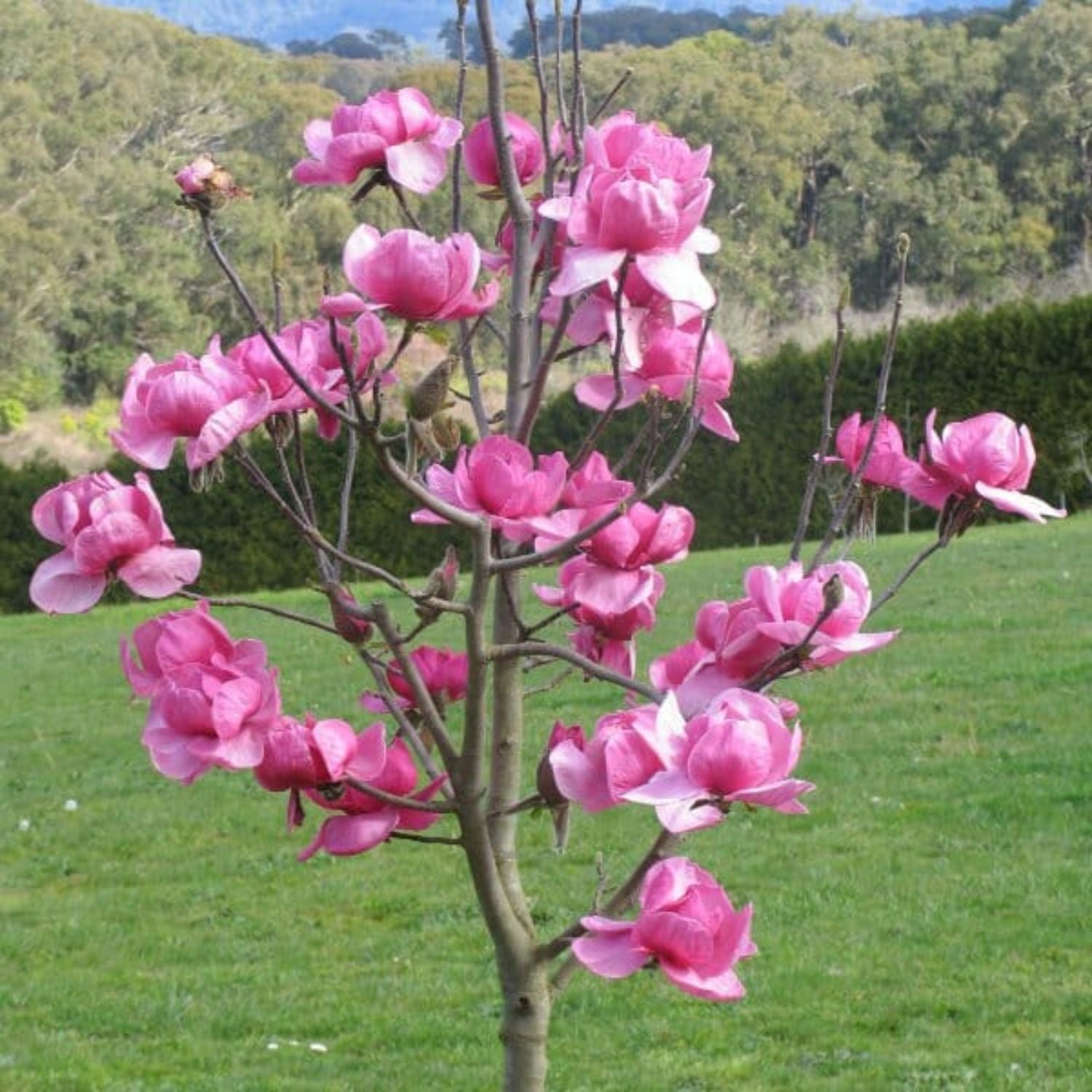 Jane Japanese Magnolia Tree | Flowering Trees – Plant Me Green
