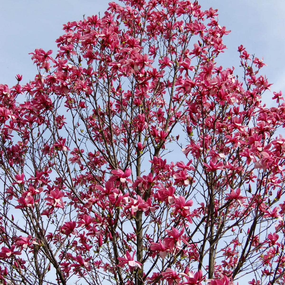 Jane Japanese Magnolia Tree | Flowering Trees – Plant Me Green