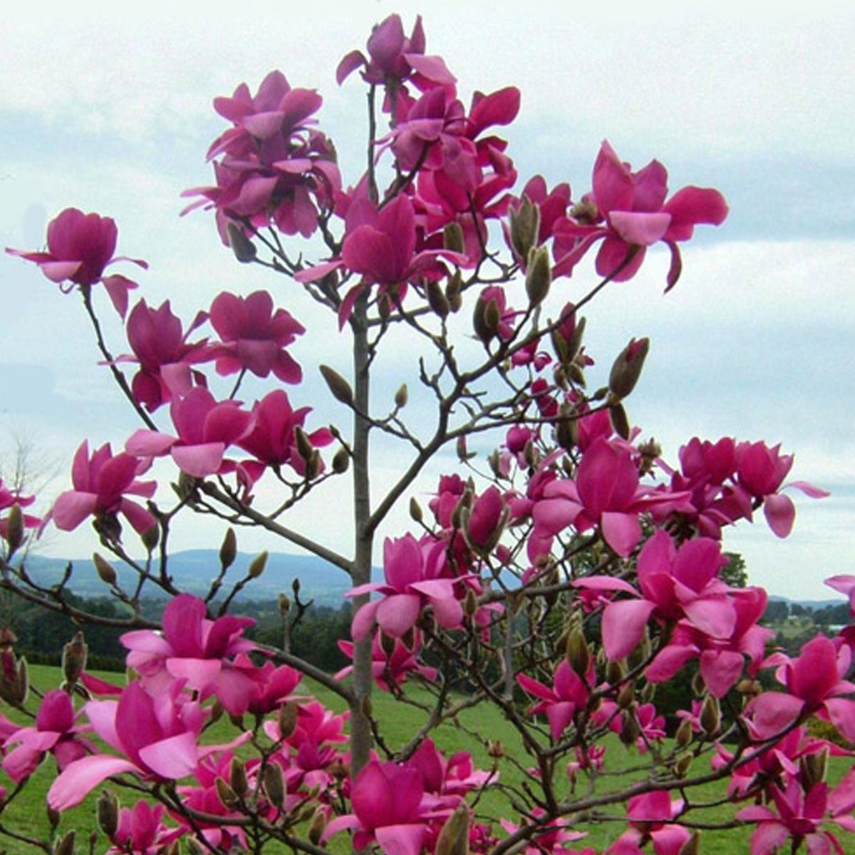 Japanese Magnolia Roots Jane Japanese Magnolia Tree | Flowering Trees – Plant Me Green